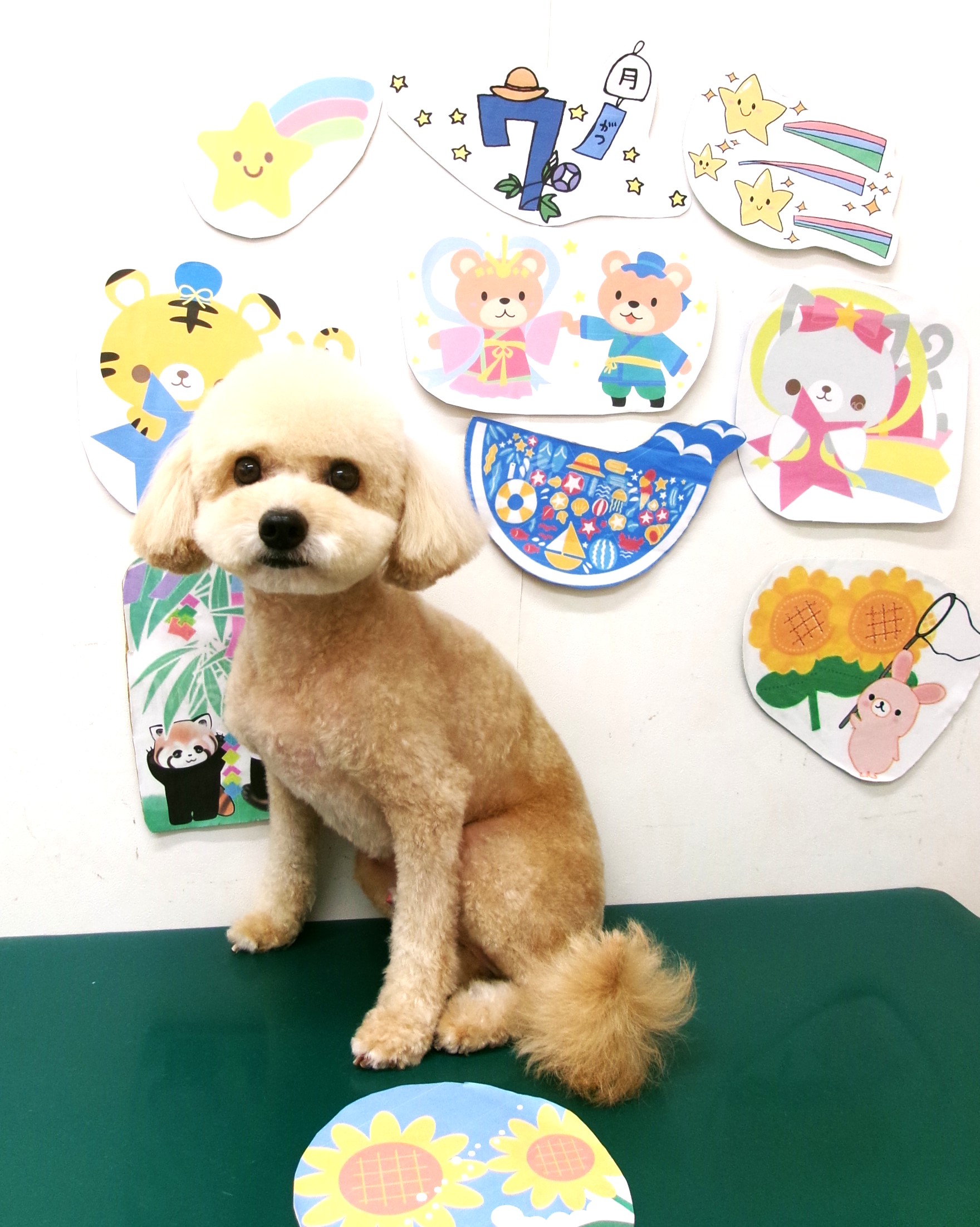マルプー (マルチーズ×トイプードル)のトリミングカット シュシュどうぶつ病院の1枚目