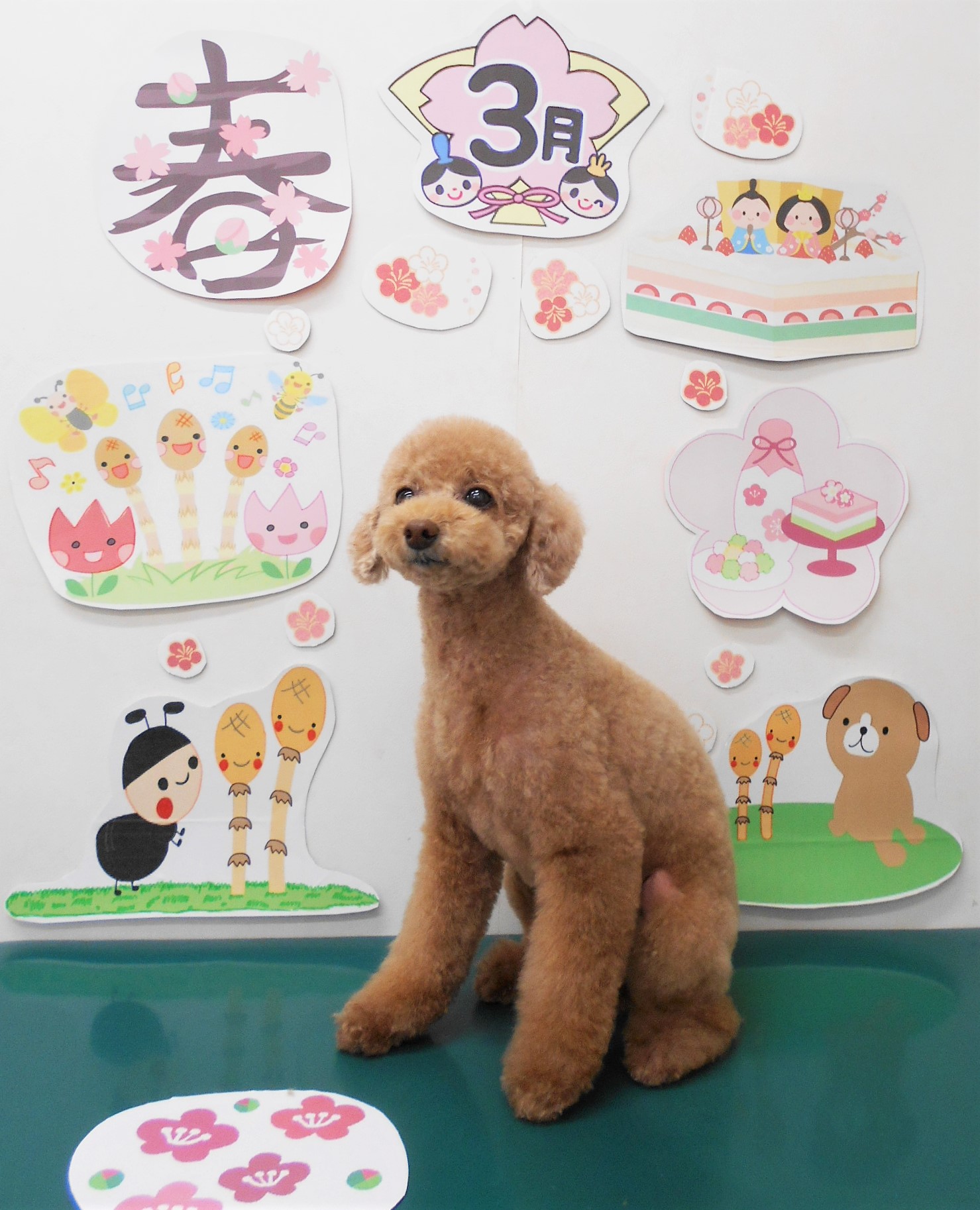 トイプードルのトリミングカット シュシュどうぶつ病院の1枚目