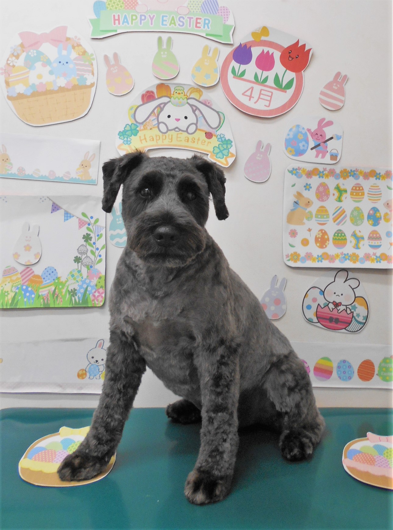 ミニチュアシュナウザーのトリミングカット シュシュどうぶつ病院の1枚目