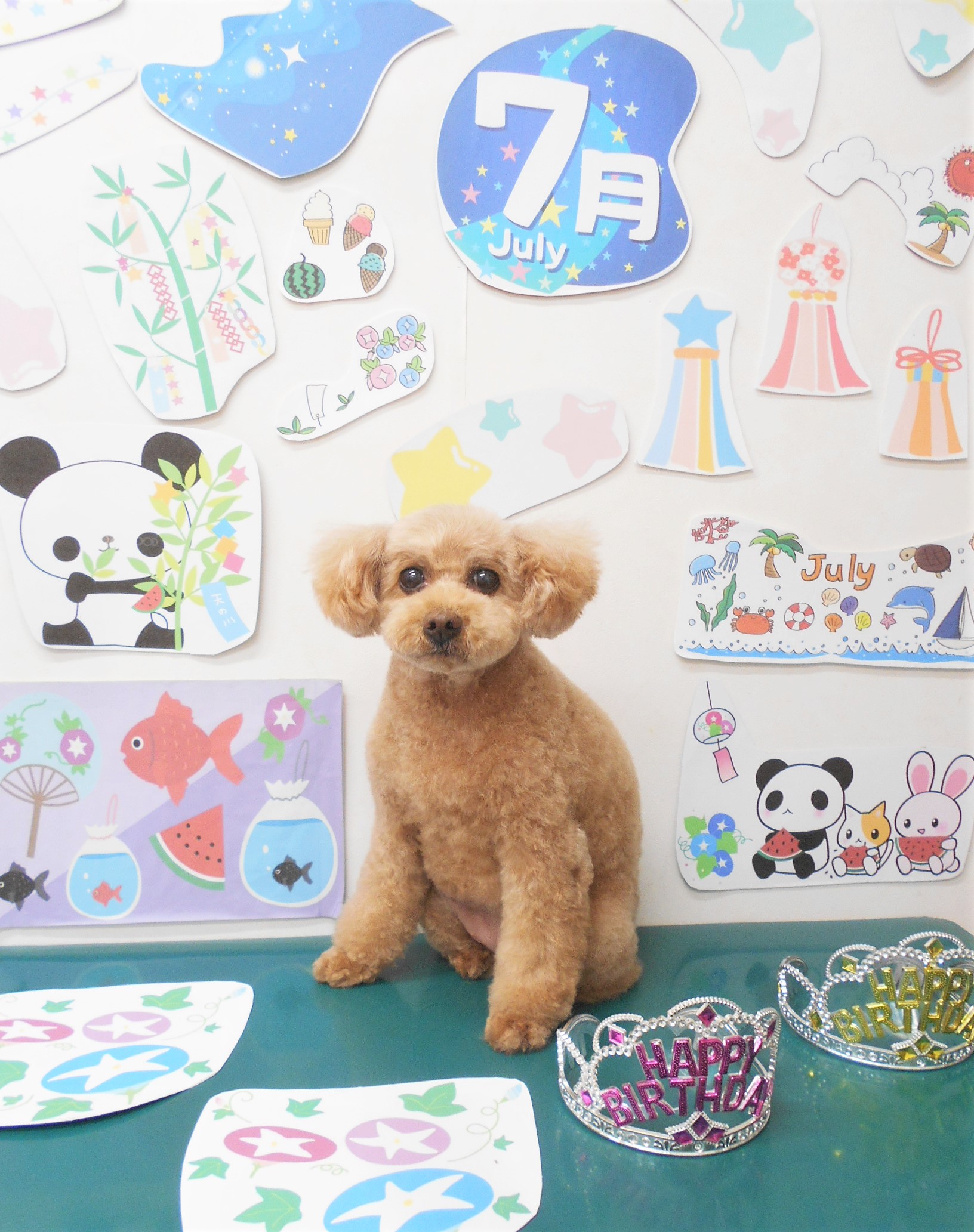 トリミングサロン シュシュどうぶつ病院のトリミングカット-7892の1枚目