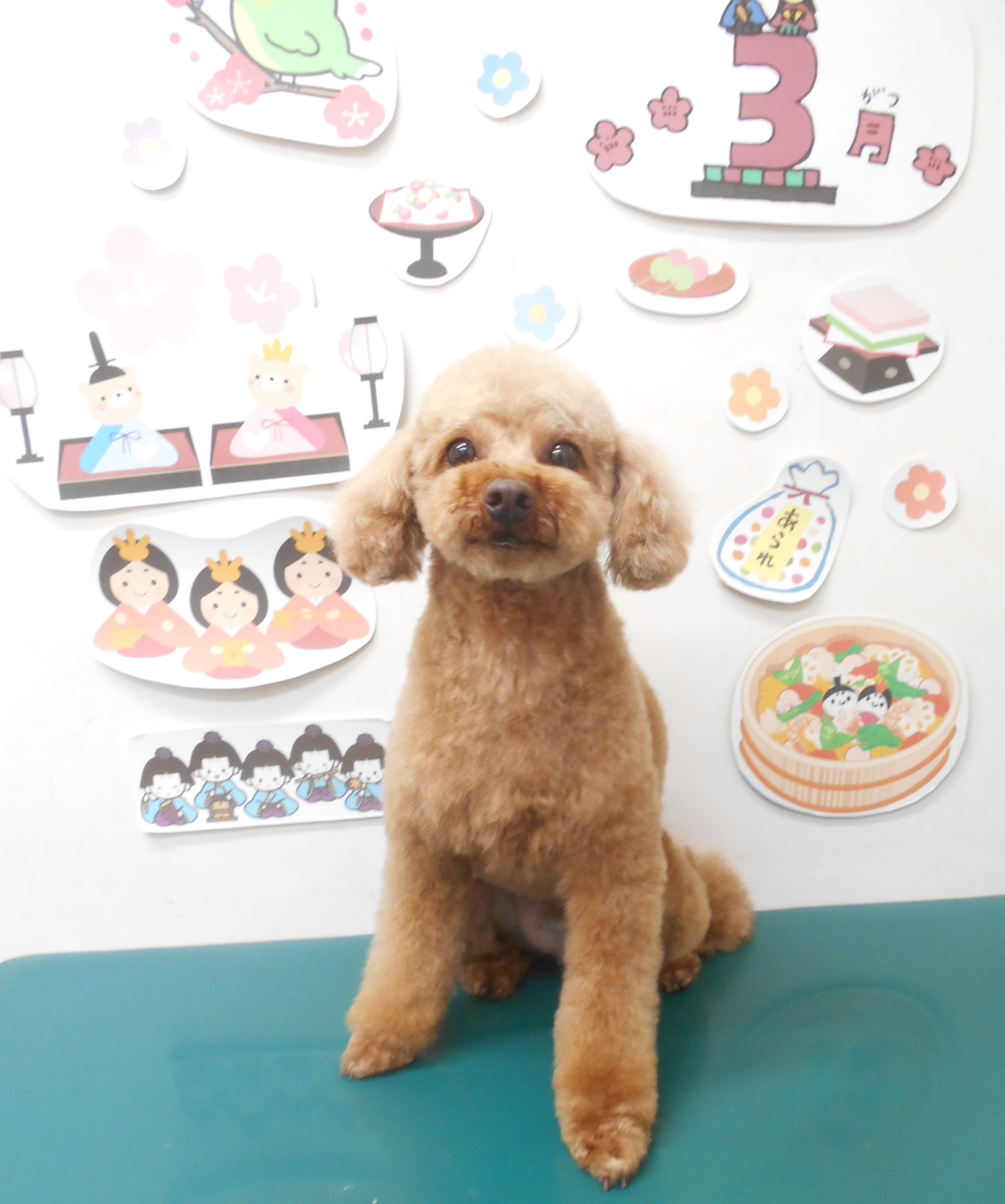 トイプードルのトリミングカット シュシュどうぶつ病院の1枚目