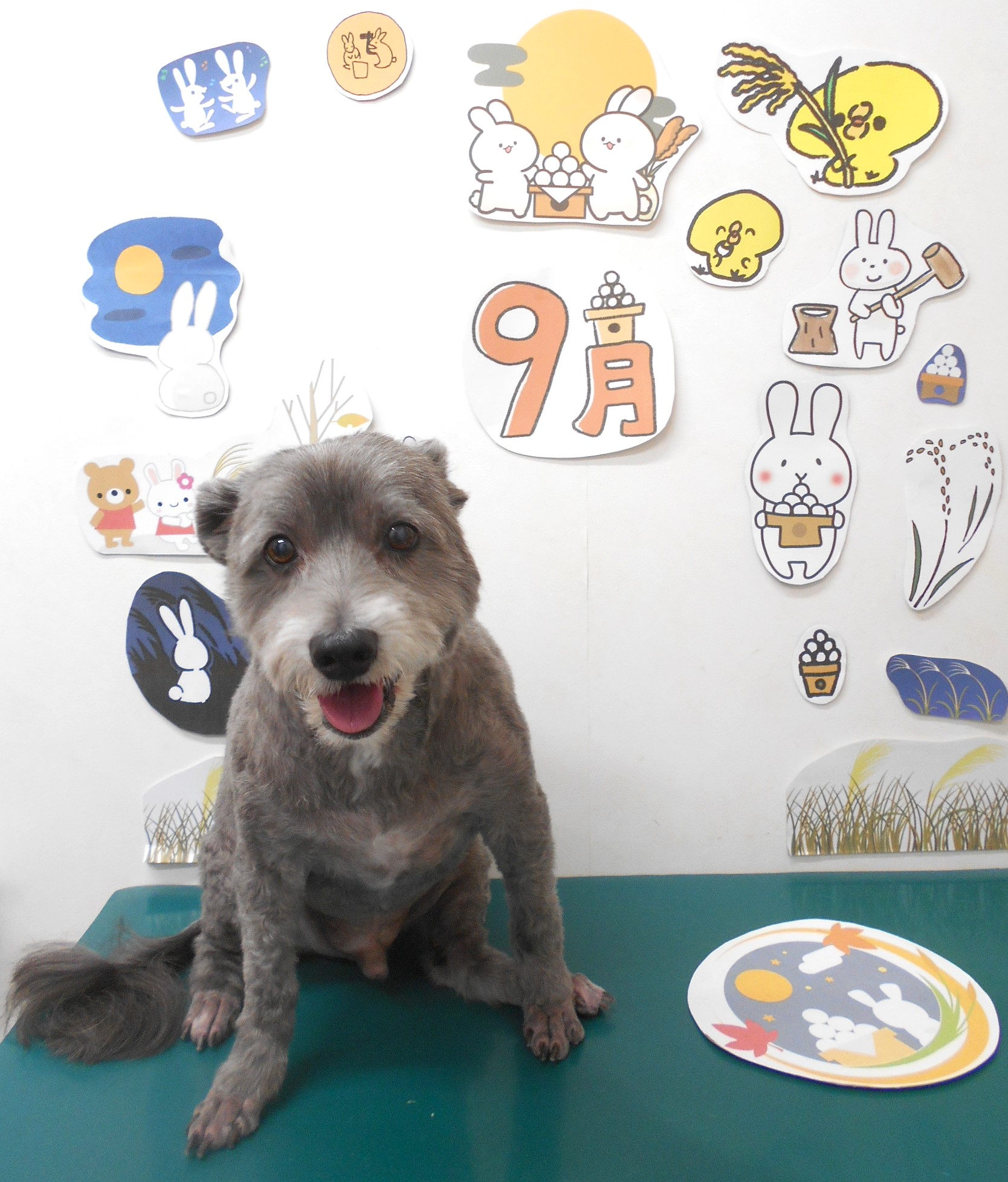 ミックス犬(その他)のトリミングカット シュシュどうぶつ病院の1枚目