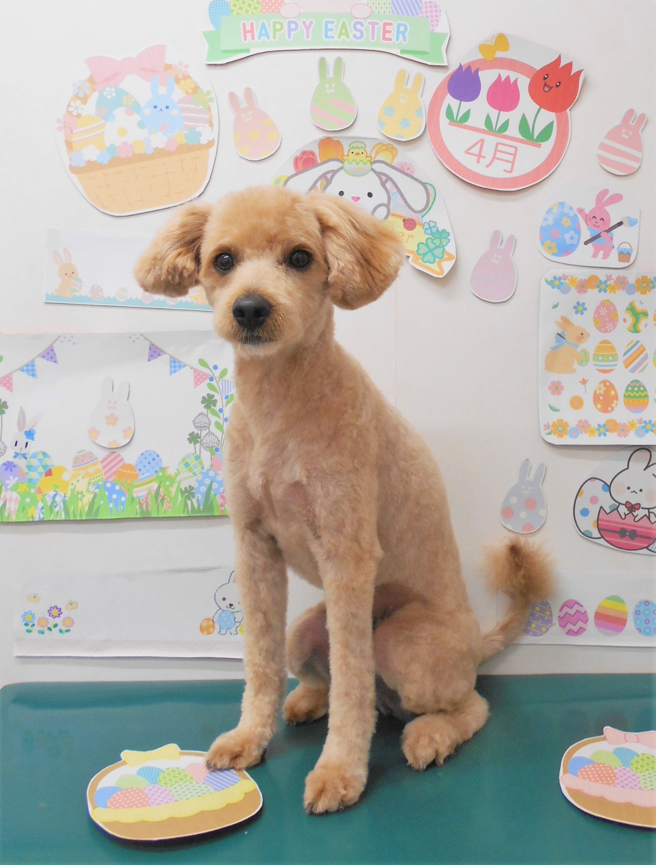 ミックス犬(その他)のトリミングカット シュシュどうぶつ病院の1枚目