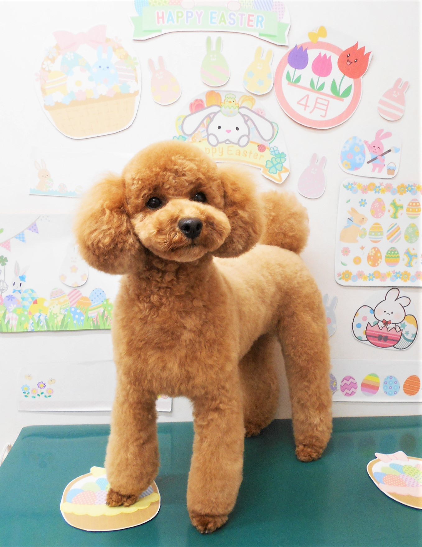 トイプードルのトリミングカット シュシュどうぶつ病院の1枚目
