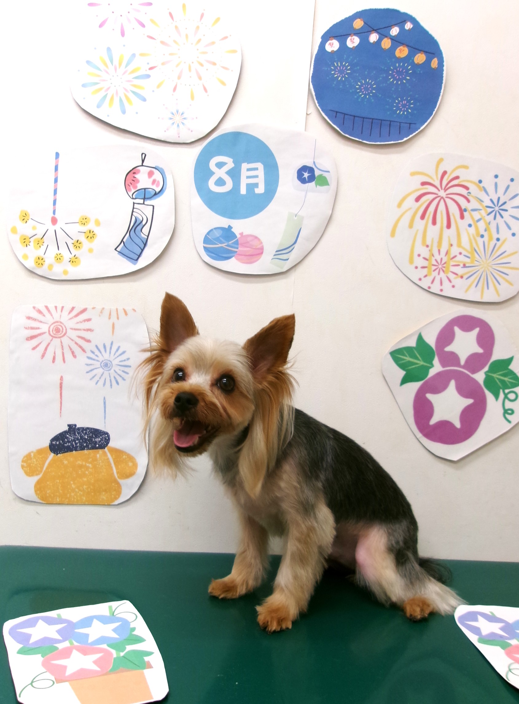 トリミングサロン シュシュどうぶつ病院のトリミングカット-10333の1枚目