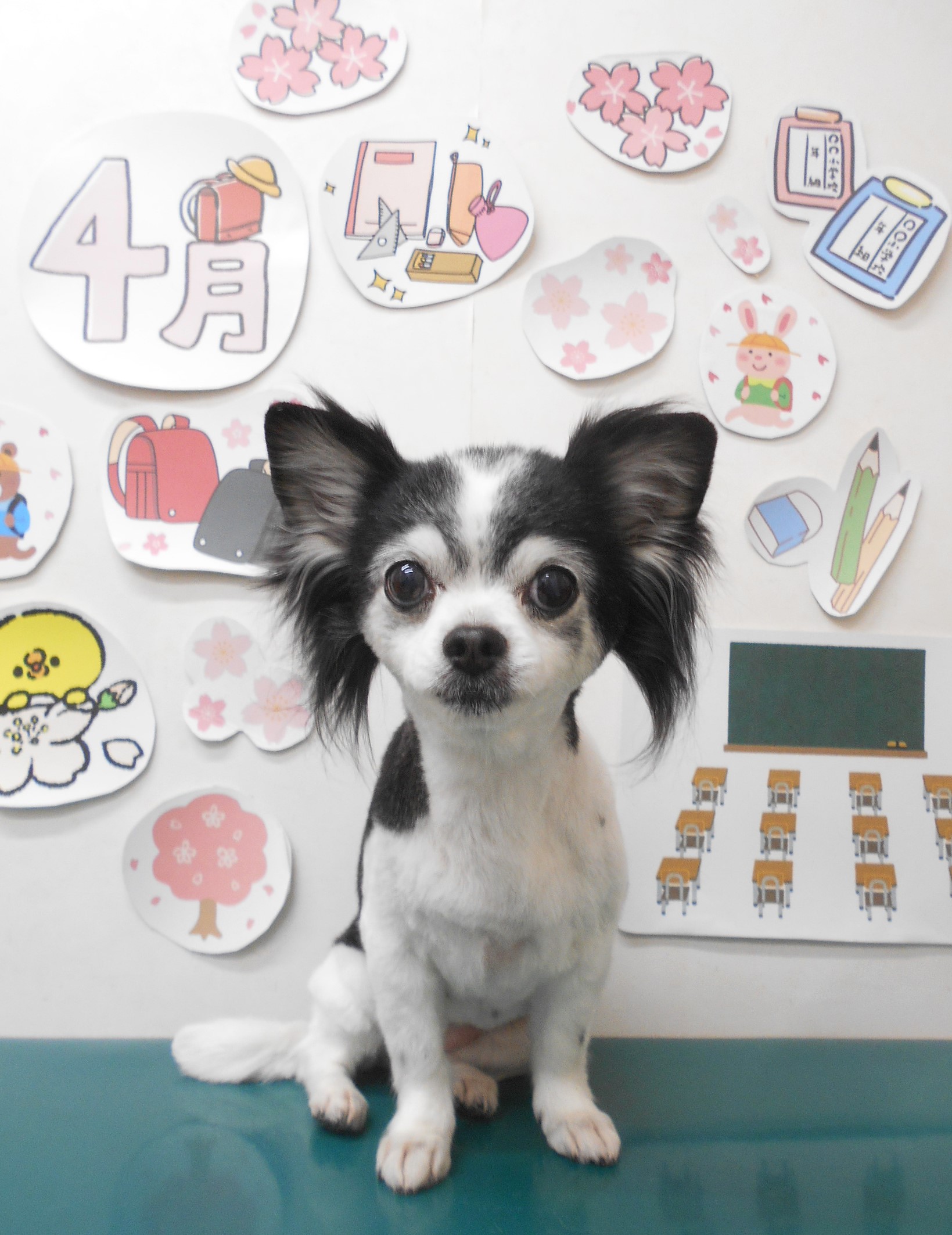 チワワのトリミングカット シュシュどうぶつ病院の1枚目