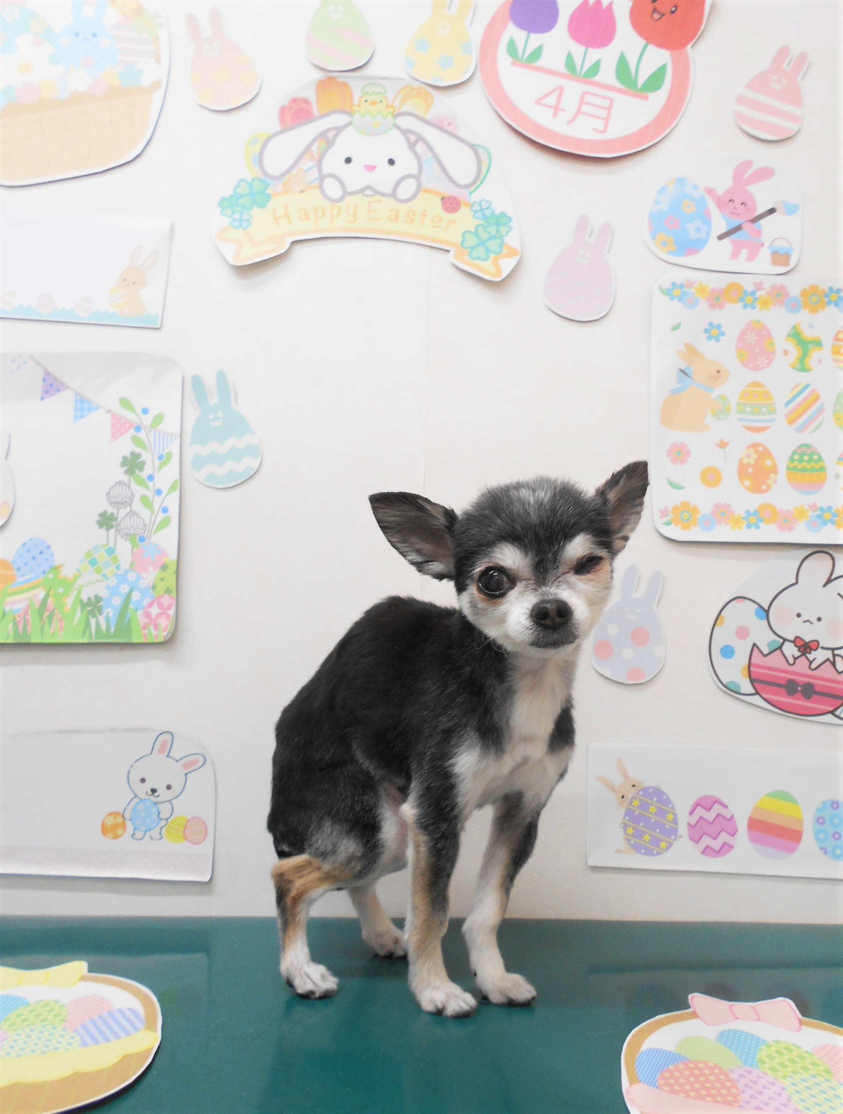 チワワのトリミングカット シュシュどうぶつ病院の1枚目