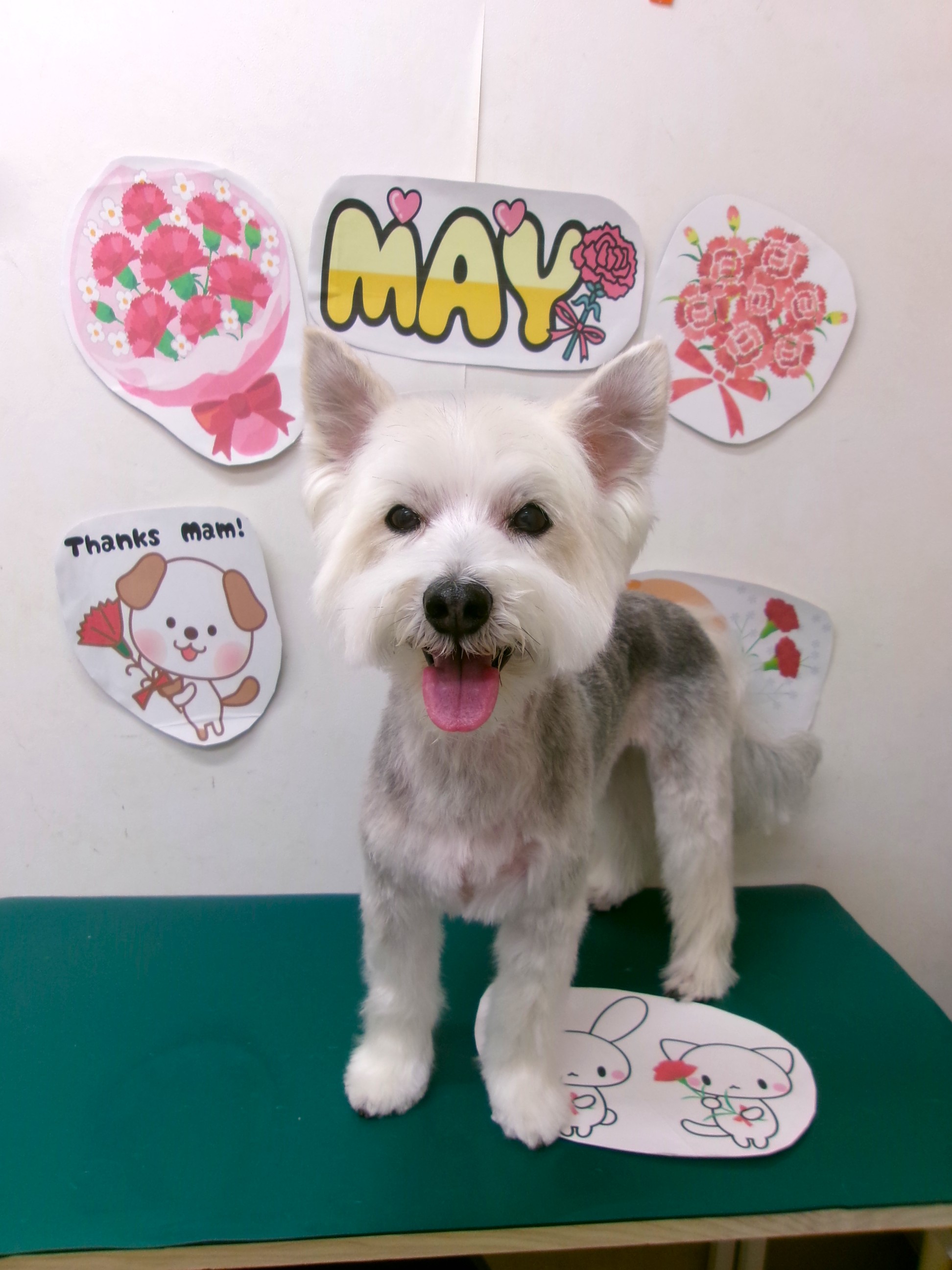 トリミングサロン シュシュどうぶつ病院のトリミングカット-10005の1枚目