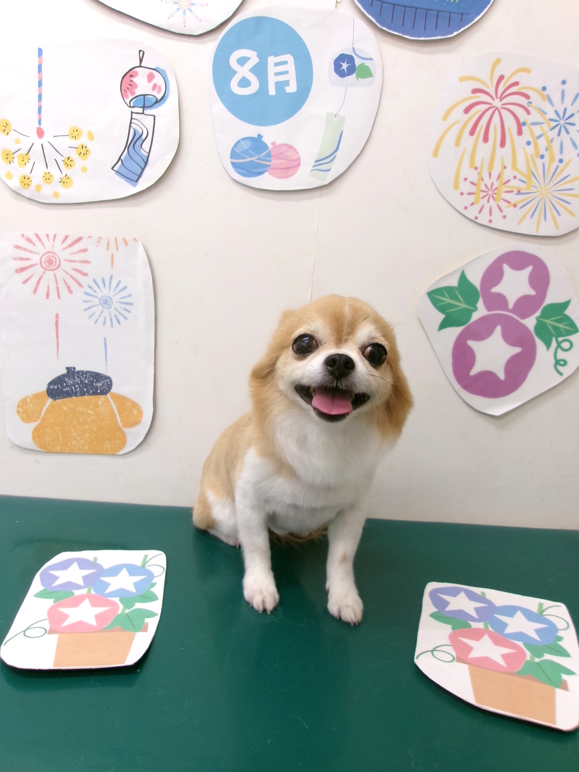 トリミングサロン シュシュどうぶつ病院のトリミングカット-10340の1枚目