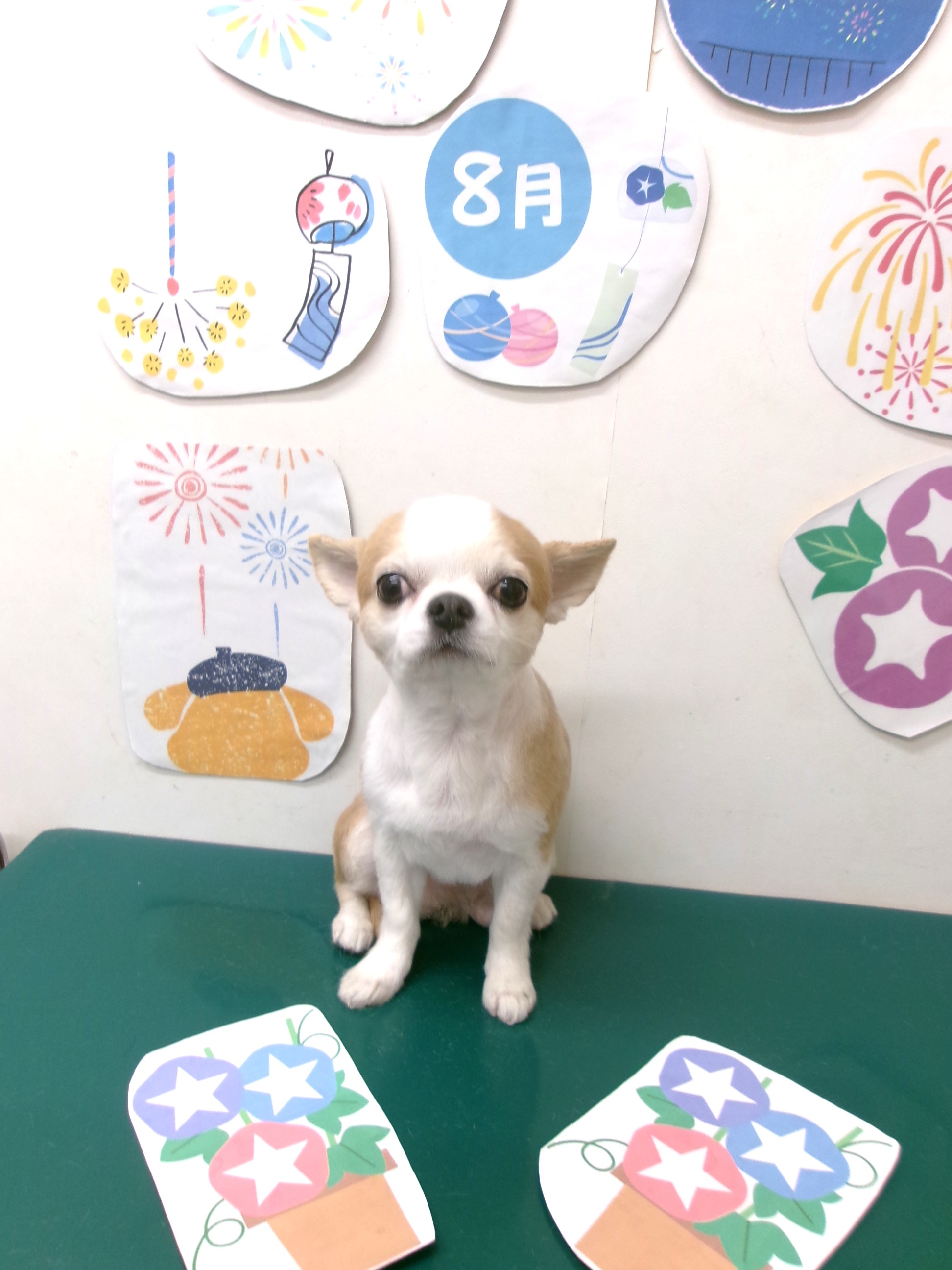 トリミングサロン シュシュどうぶつ病院のトリミングカット-10335の1枚目