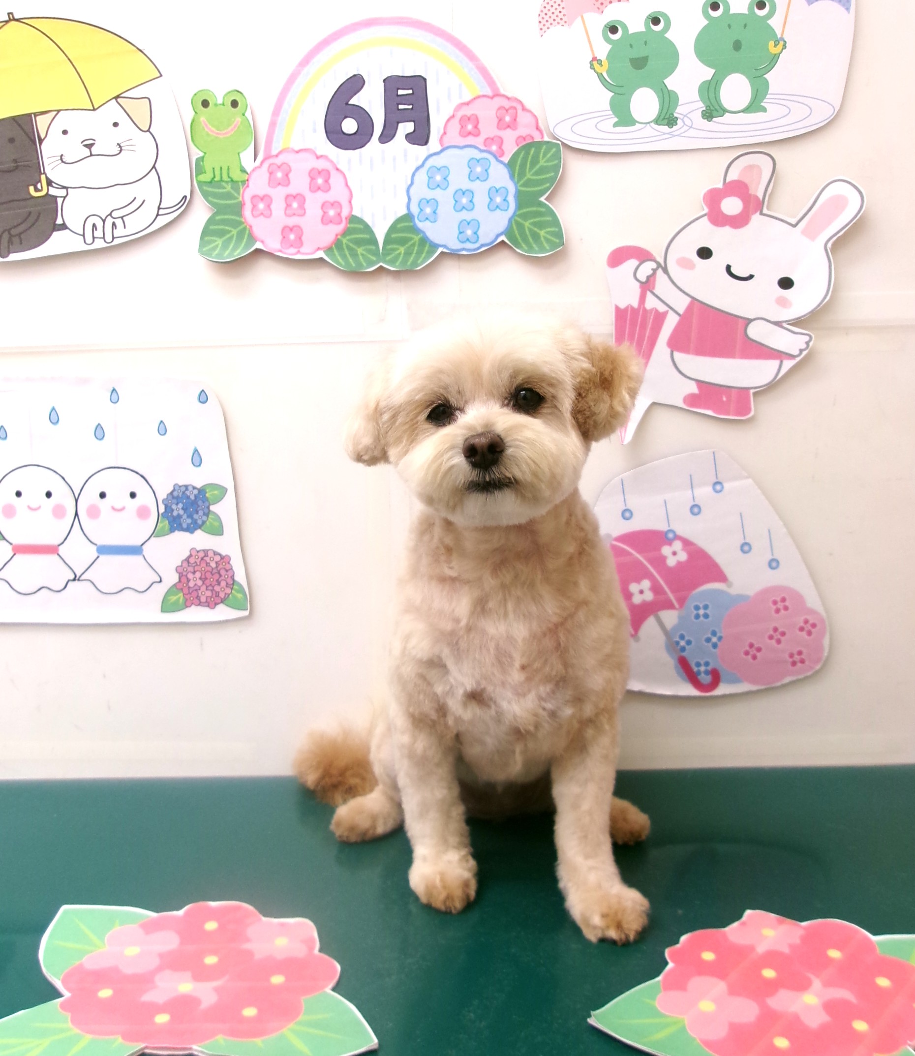 マルプー (マルチーズ×トイプードル)のトリミングカット シュシュどうぶつ病院の1枚目
