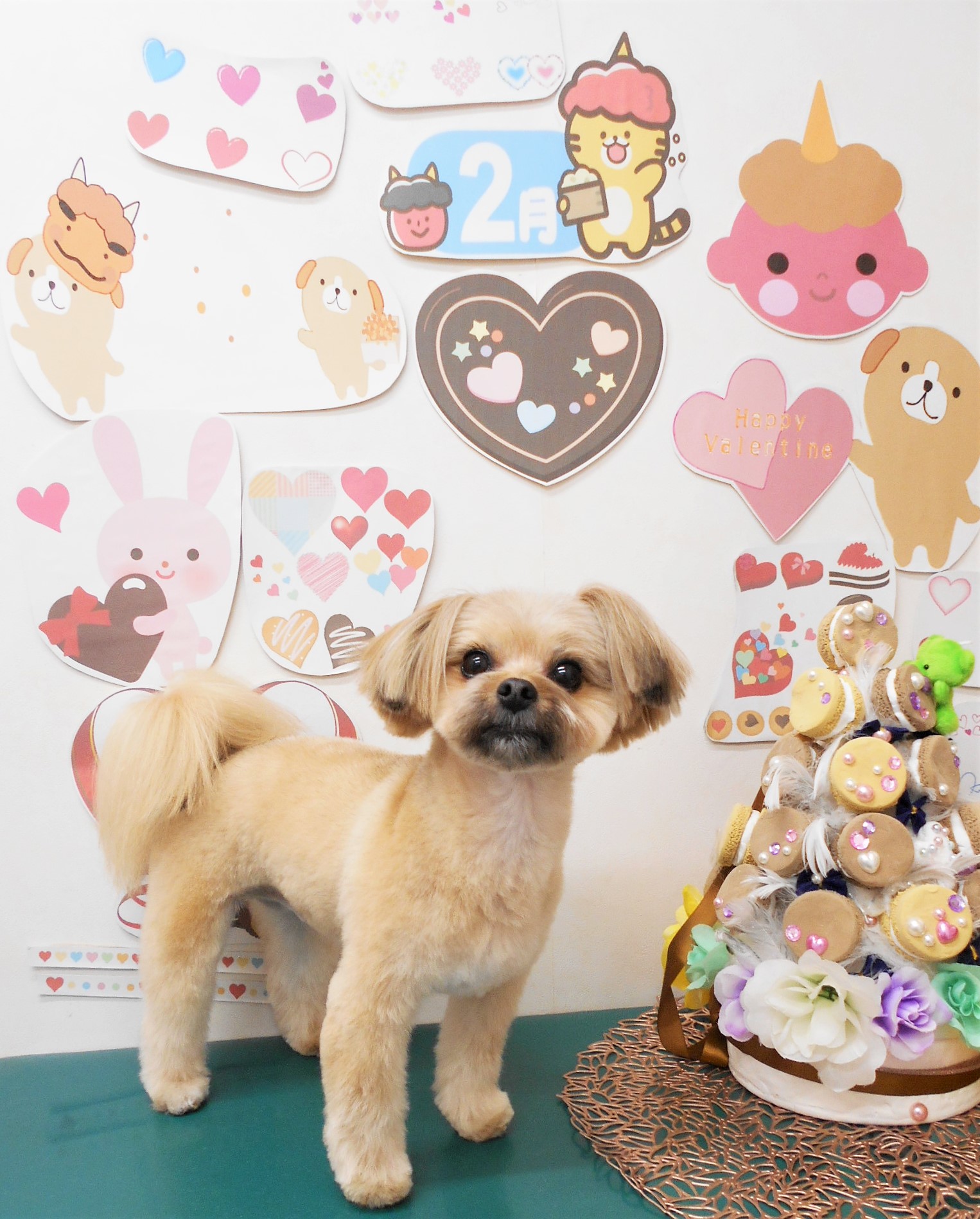 ミックス犬(その他)のトリミングカット シュシュどうぶつ病院の1枚目