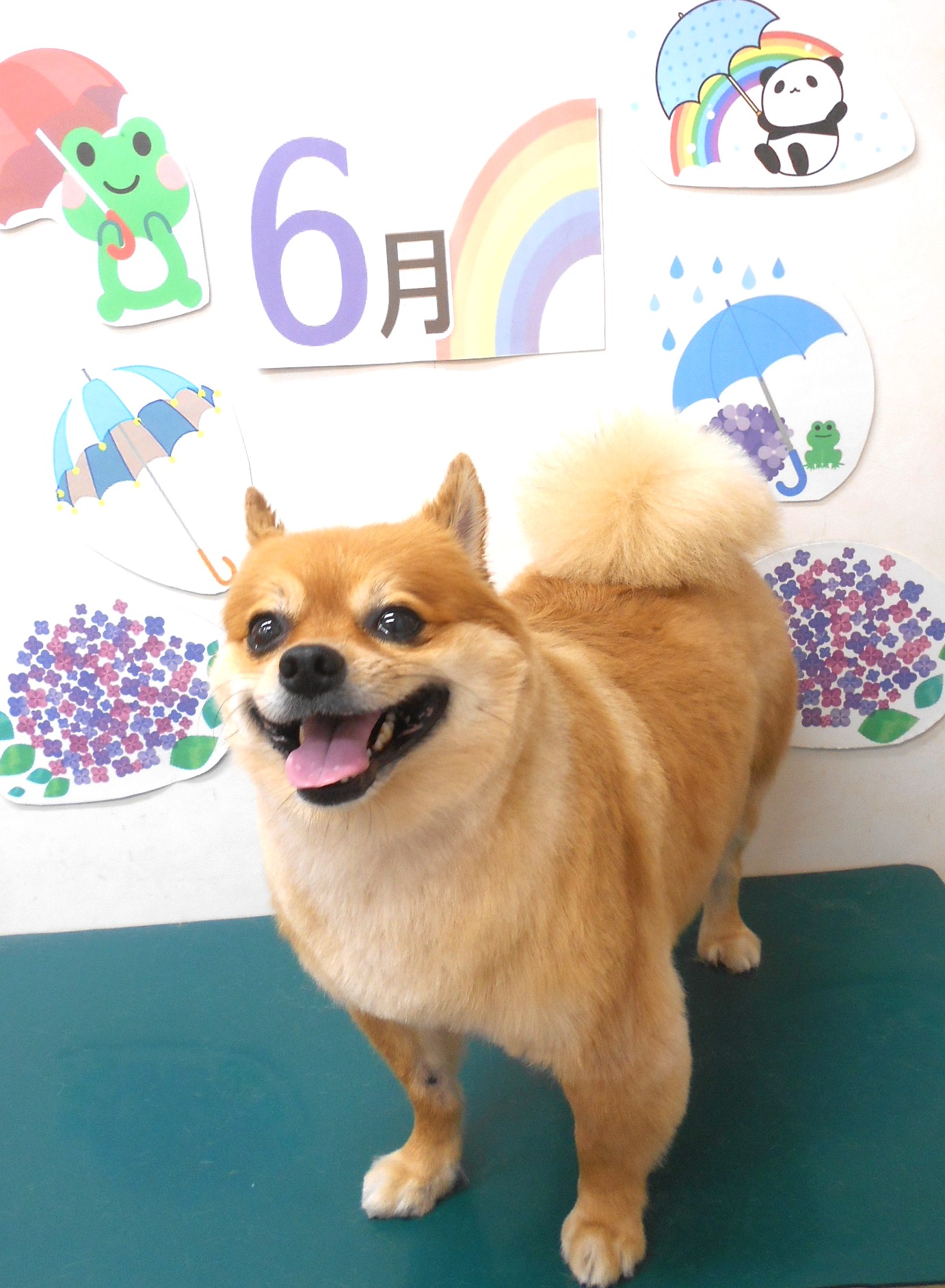 ミックス犬(その他)のトリミングカット シュシュどうぶつ病院の1枚目