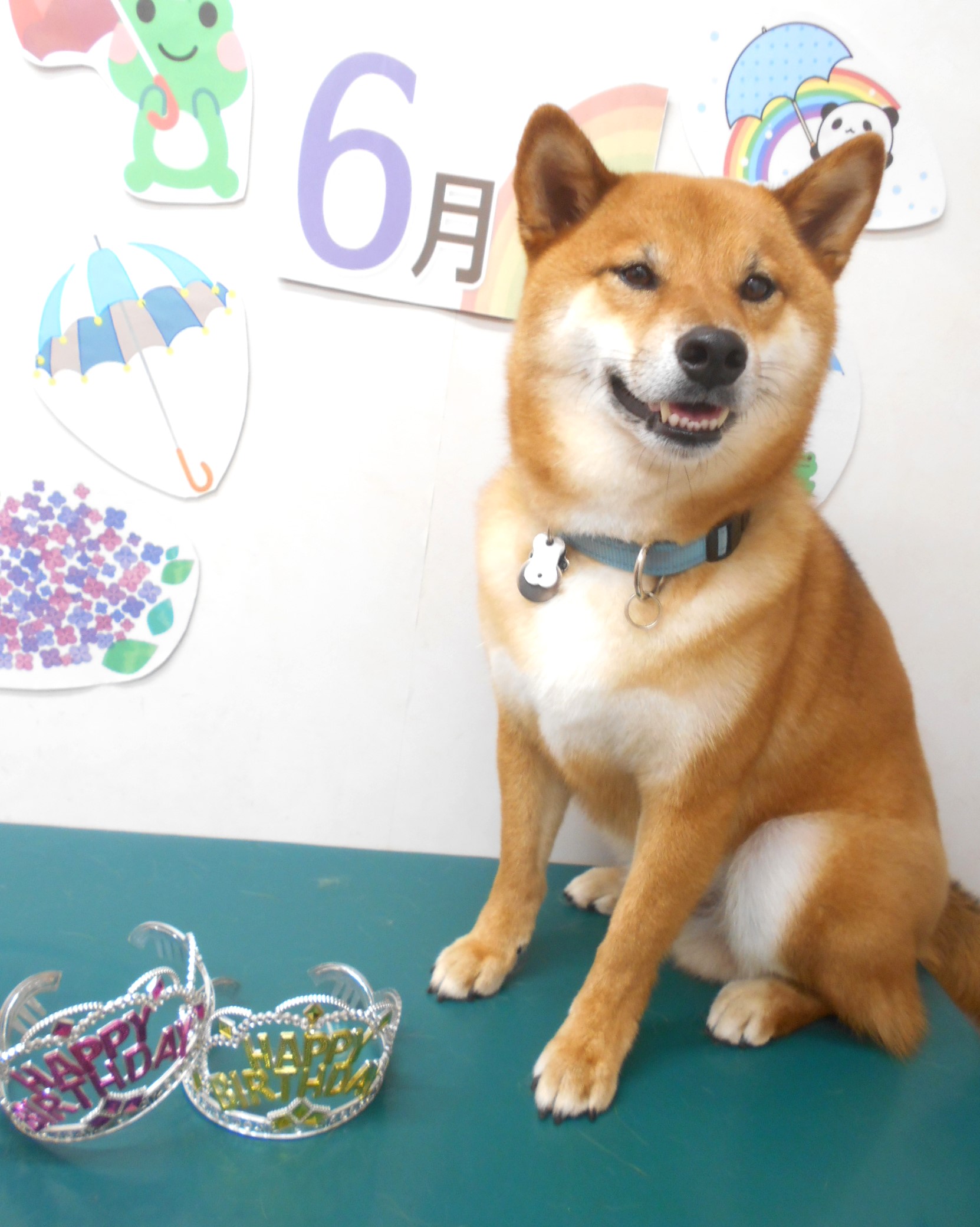 柴犬のトリミングカット シュシュどうぶつ病院の1枚目