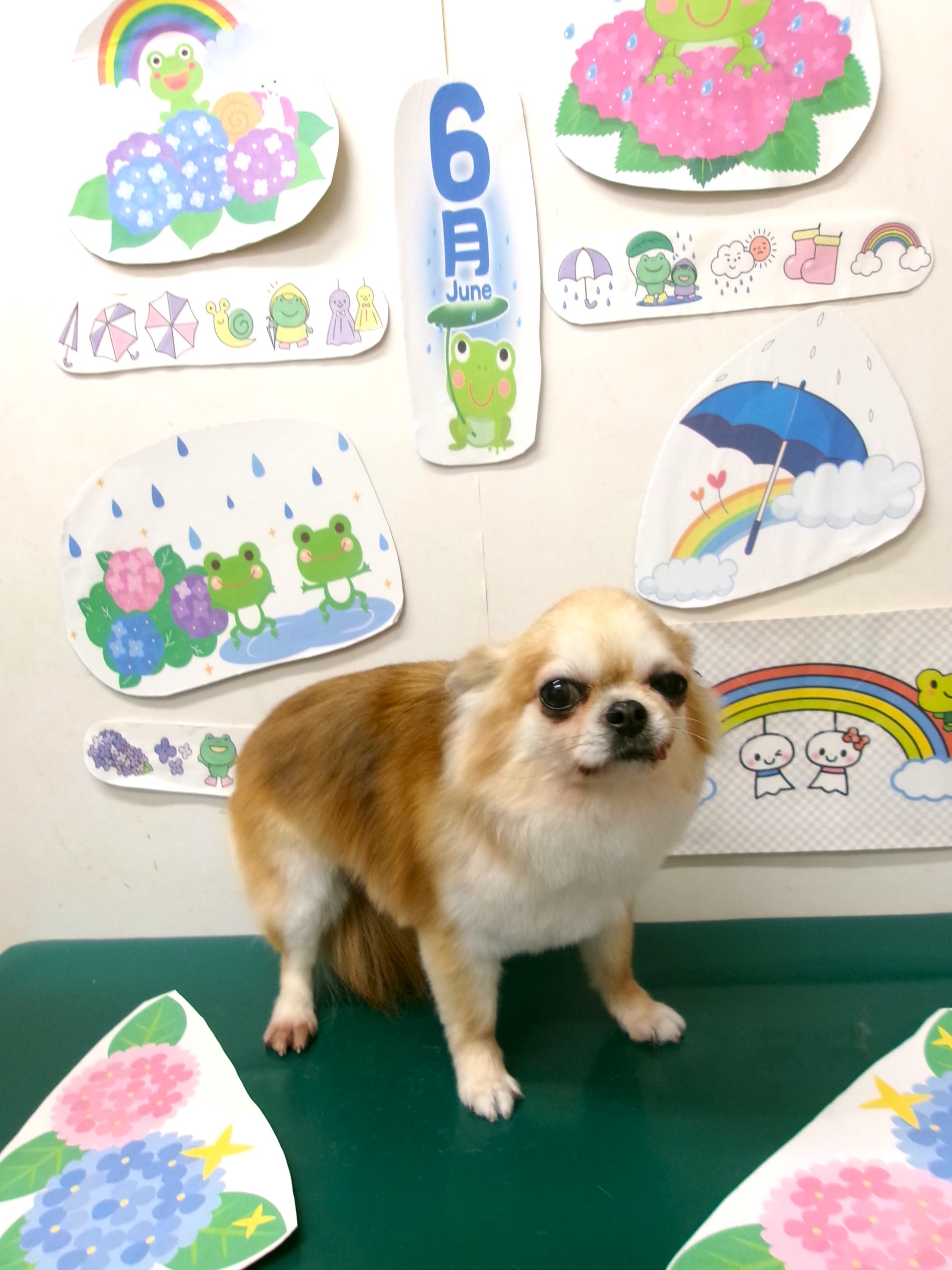 トリミングサロン シュシュどうぶつ病院のトリミングカット-10159の1枚目