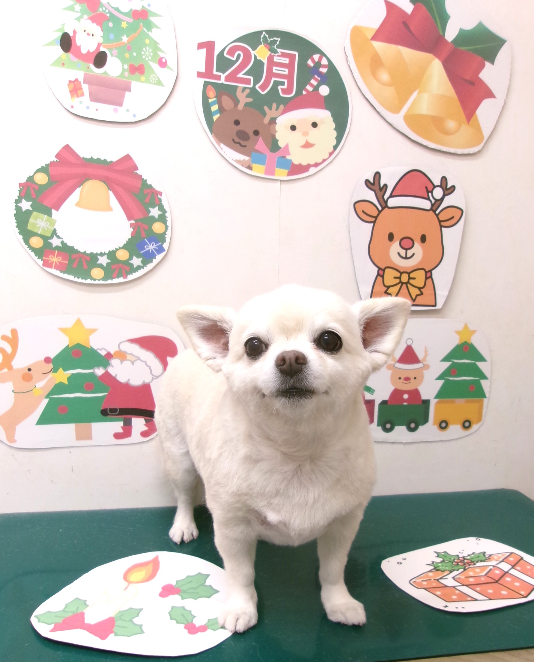 チワワのトリミングカット シュシュどうぶつ病院の1枚目