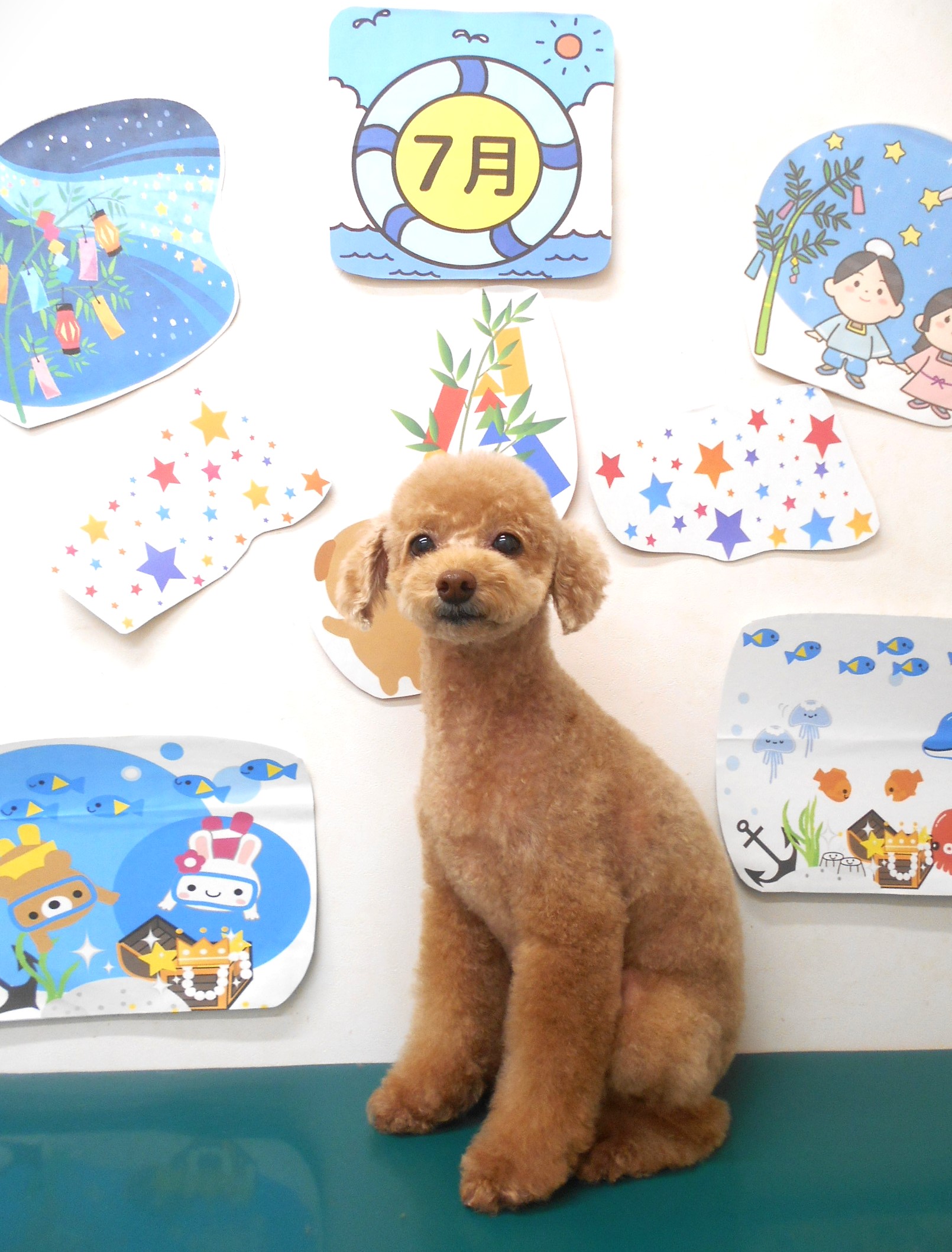 トイプードルのトリミングカット シュシュどうぶつ病院の1枚目
