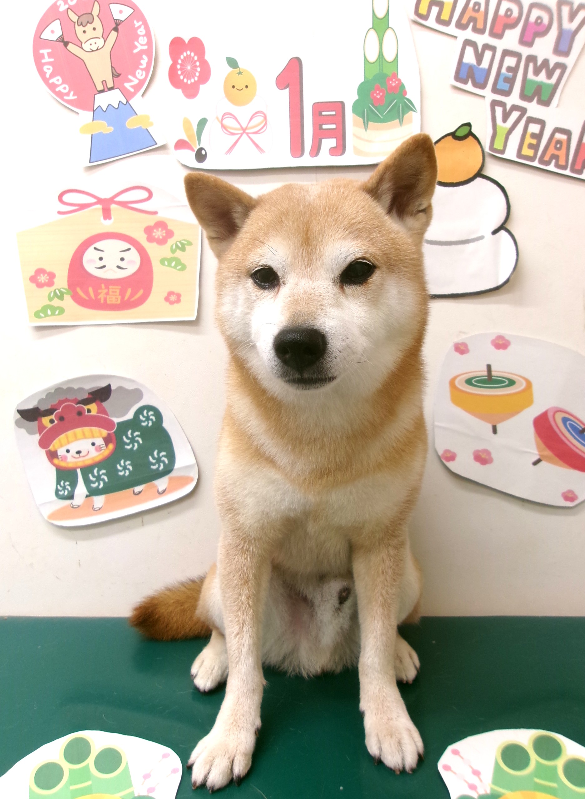 柴犬のトリミングカット シュシュどうぶつ病院の1枚目