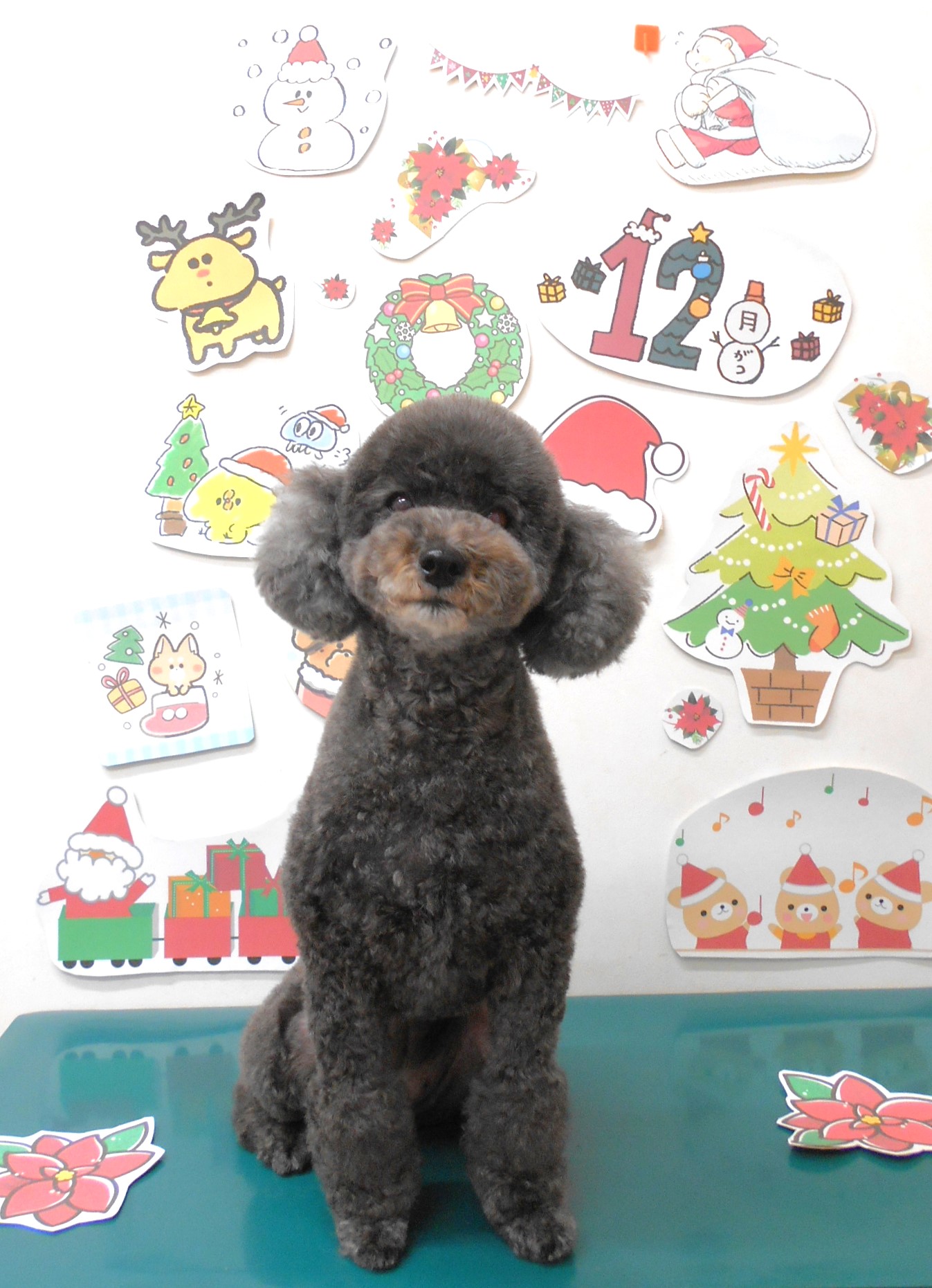トリミングサロン シュシュどうぶつ病院のトリミングカット-8352の1枚目