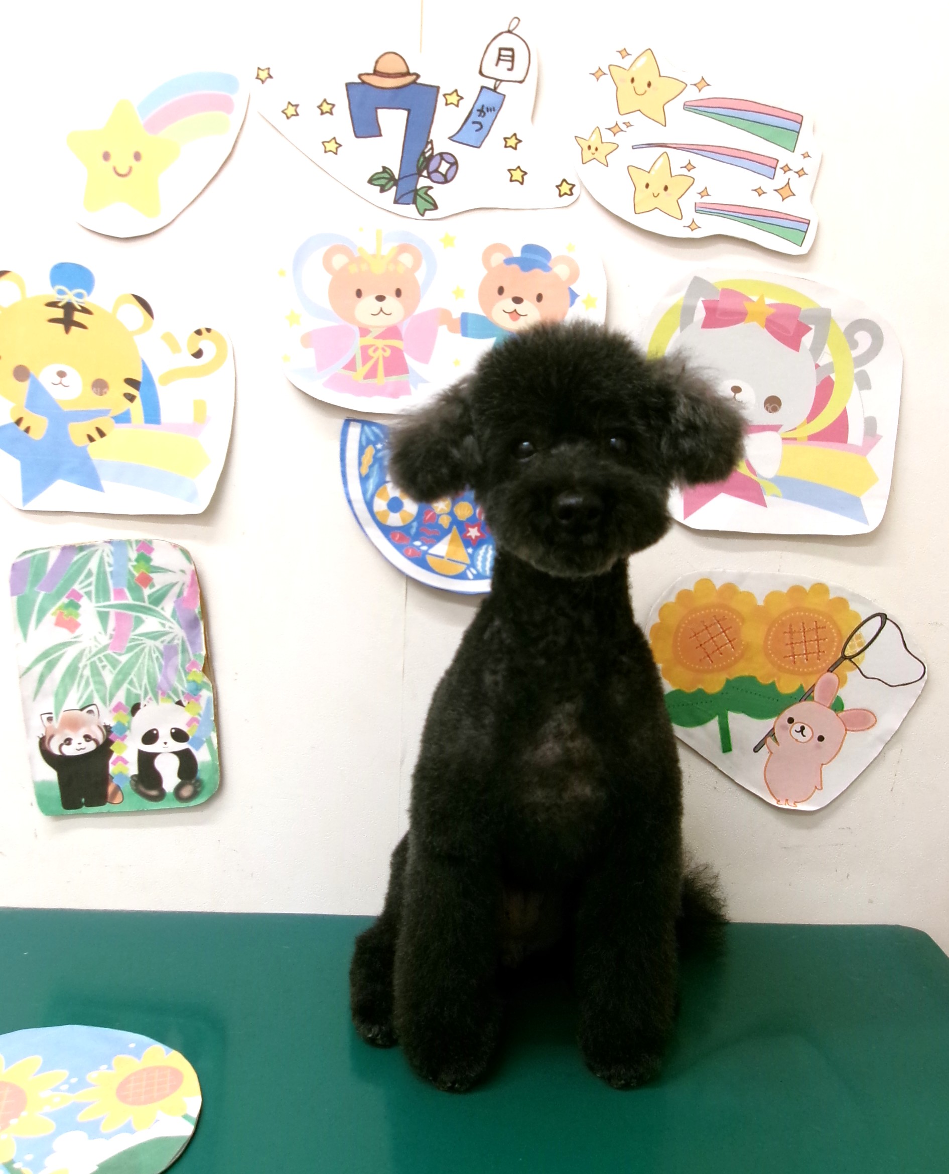 トイプードルのトリミングカット シュシュどうぶつ病院の1枚目