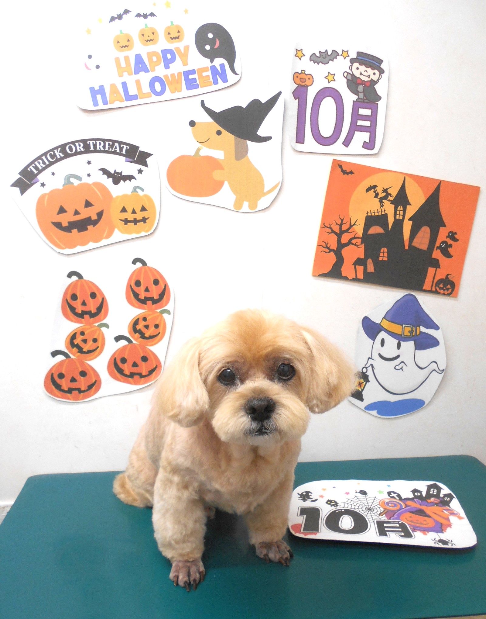 ミックス犬(その他)のトリミングカット シュシュどうぶつ病院の1枚目