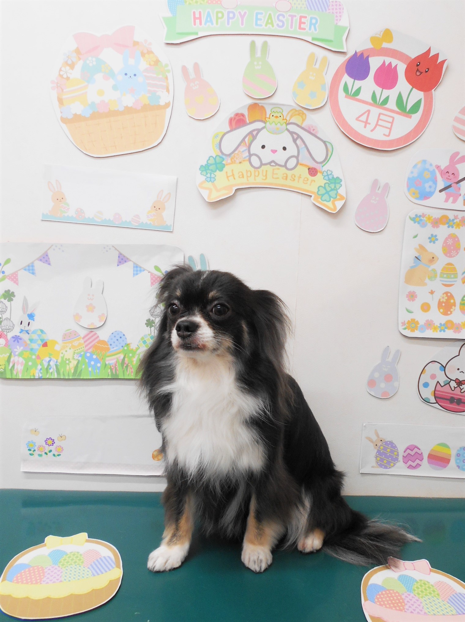 チワワのトリミングカット シュシュどうぶつ病院の1枚目