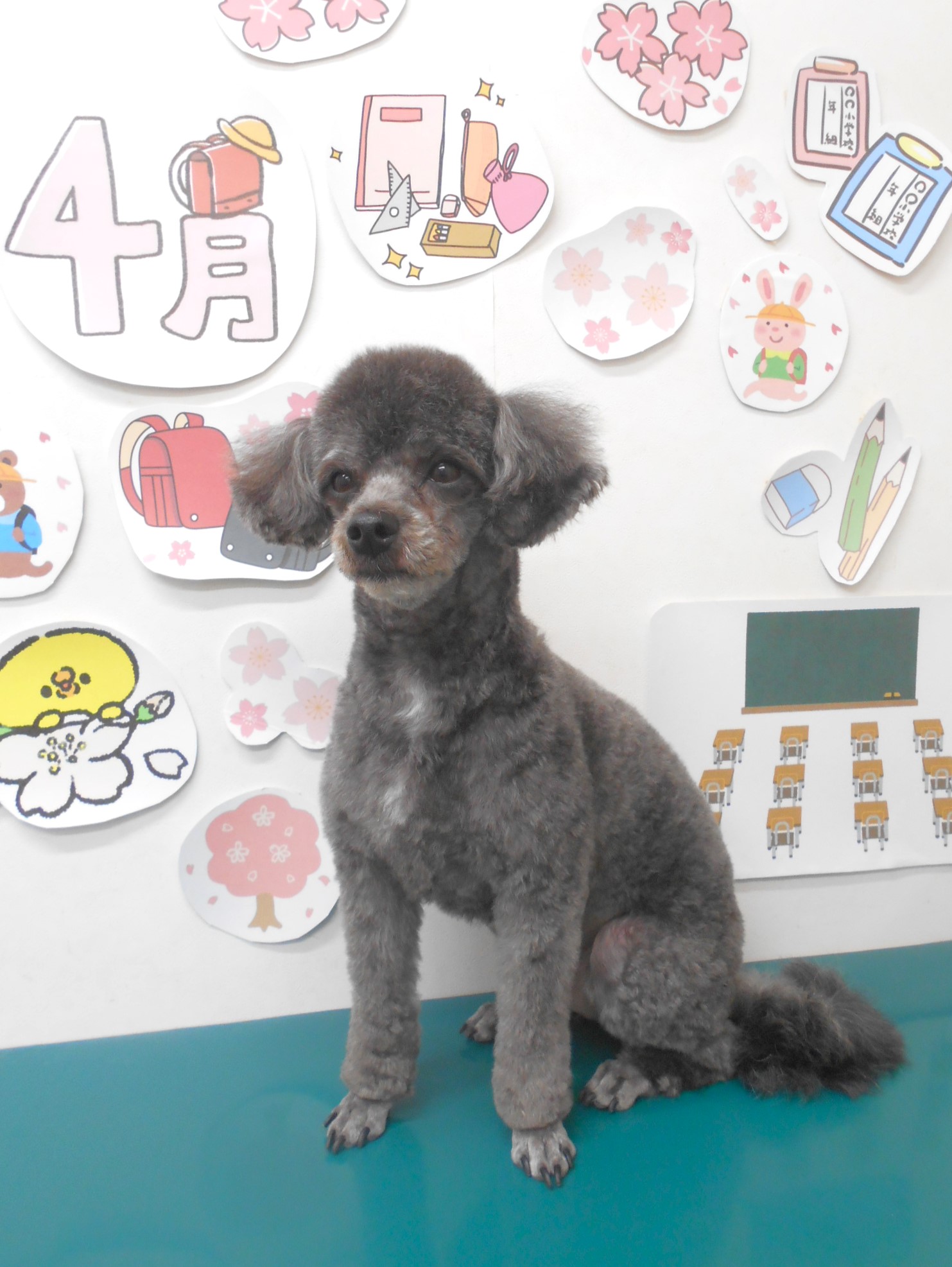 ミックス犬(その他)のトリミングカット シュシュどうぶつ病院の1枚目