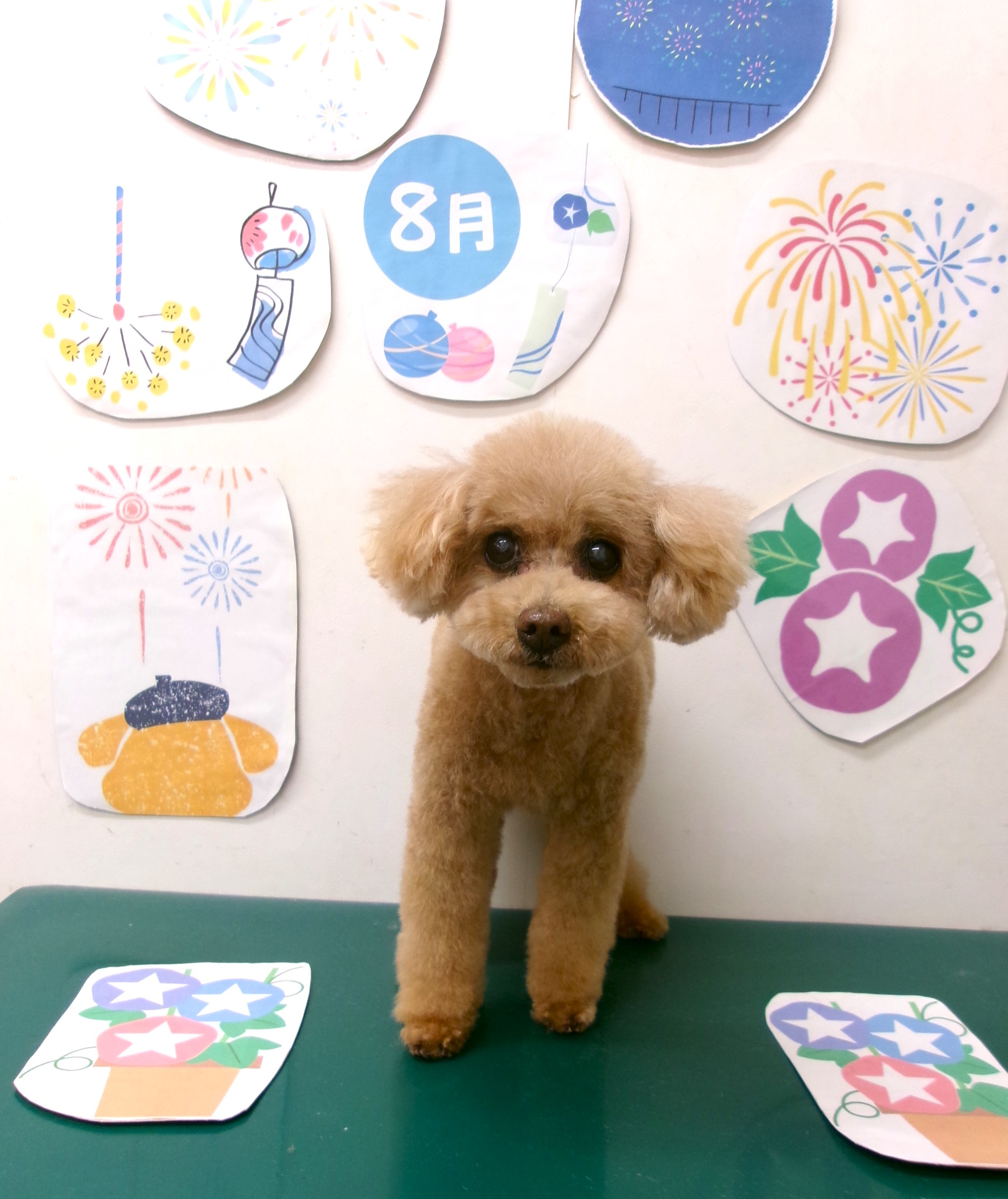 トリミングサロン シュシュどうぶつ病院のトリミングカット-10326の1枚目