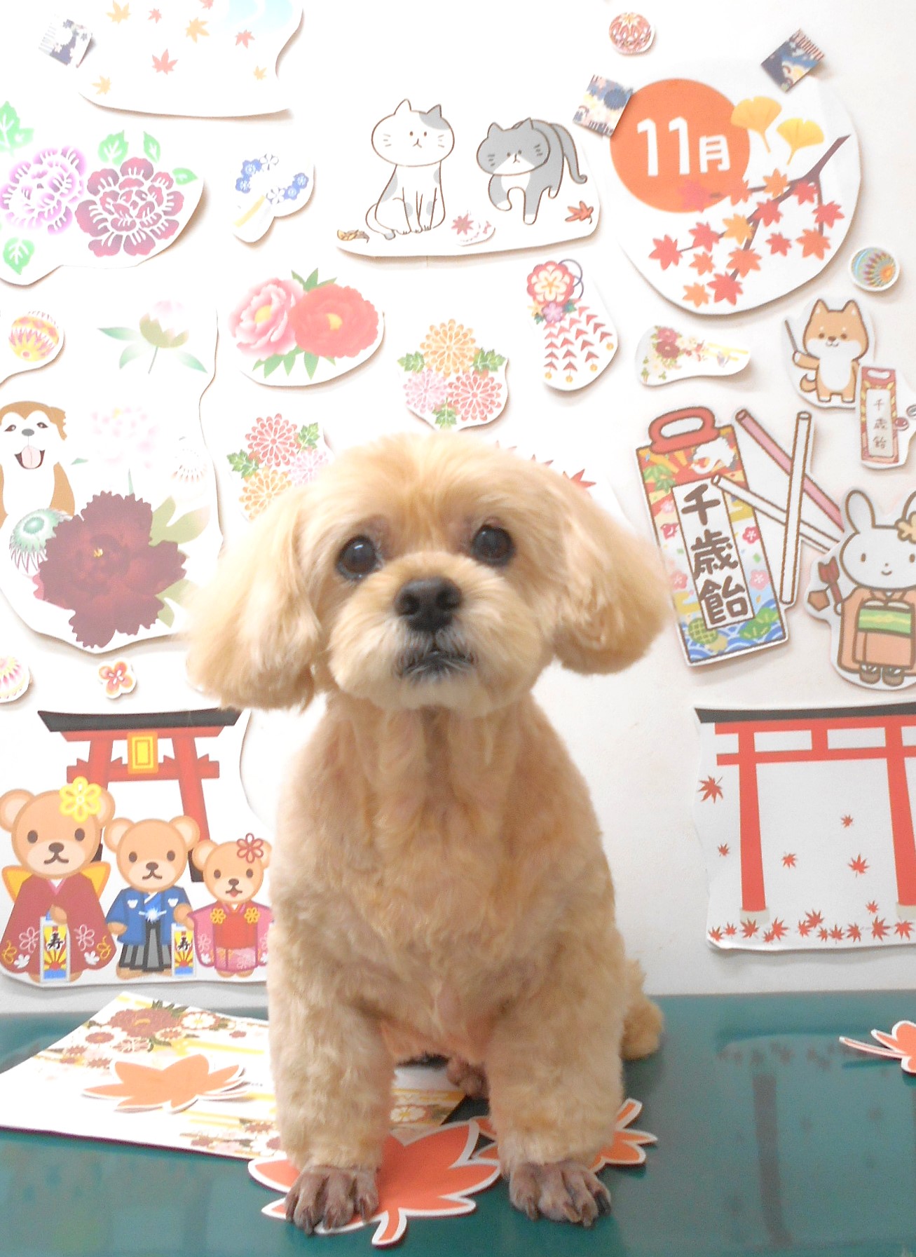 ミックス犬(その他)のトリミングカット シュシュどうぶつ病院の1枚目