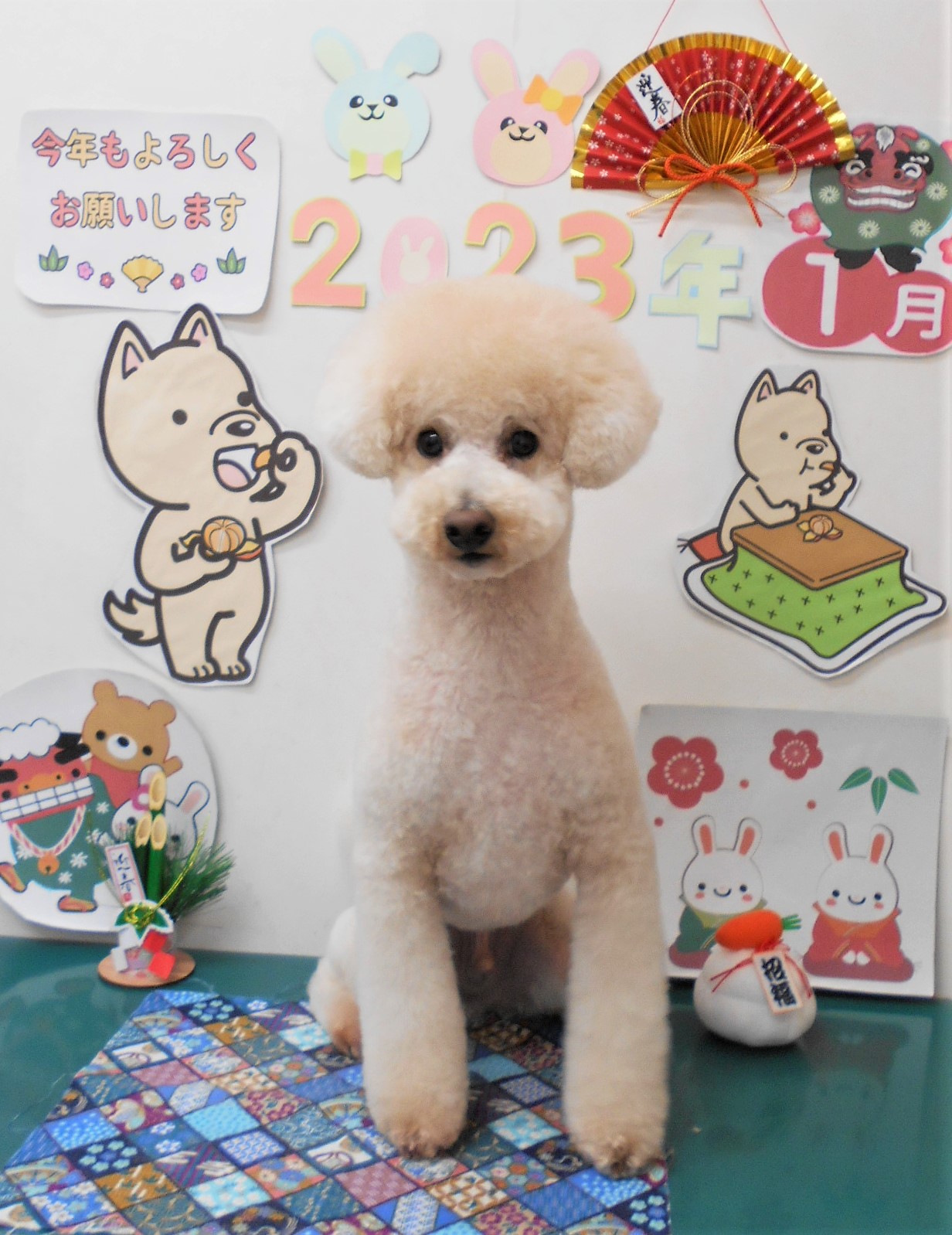 トイプードルのトリミングカット シュシュどうぶつ病院の1枚目