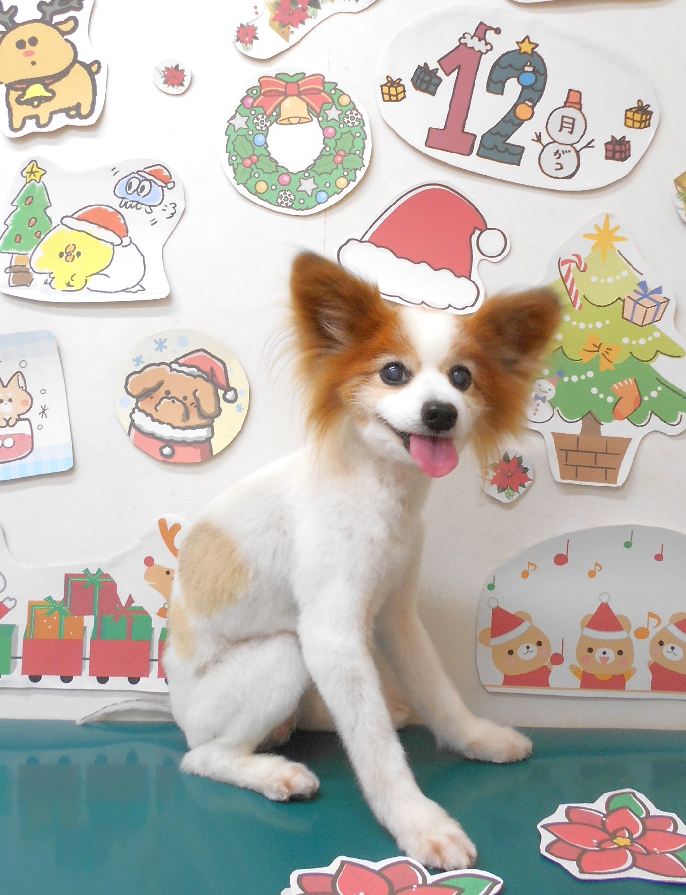 パピヨンのトリミングカット シュシュどうぶつ病院の1枚目
