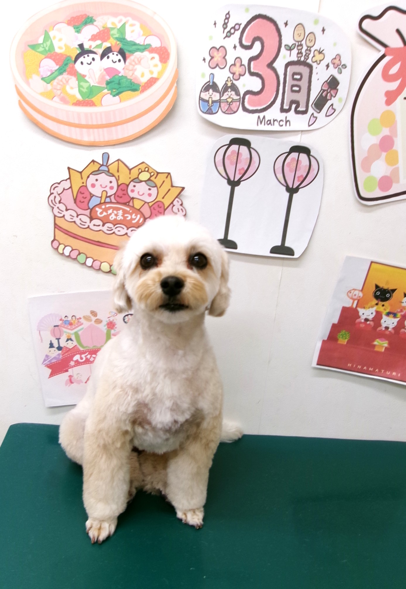 トリミングサロン シュシュどうぶつ病院のトリミングカット-9847の1枚目