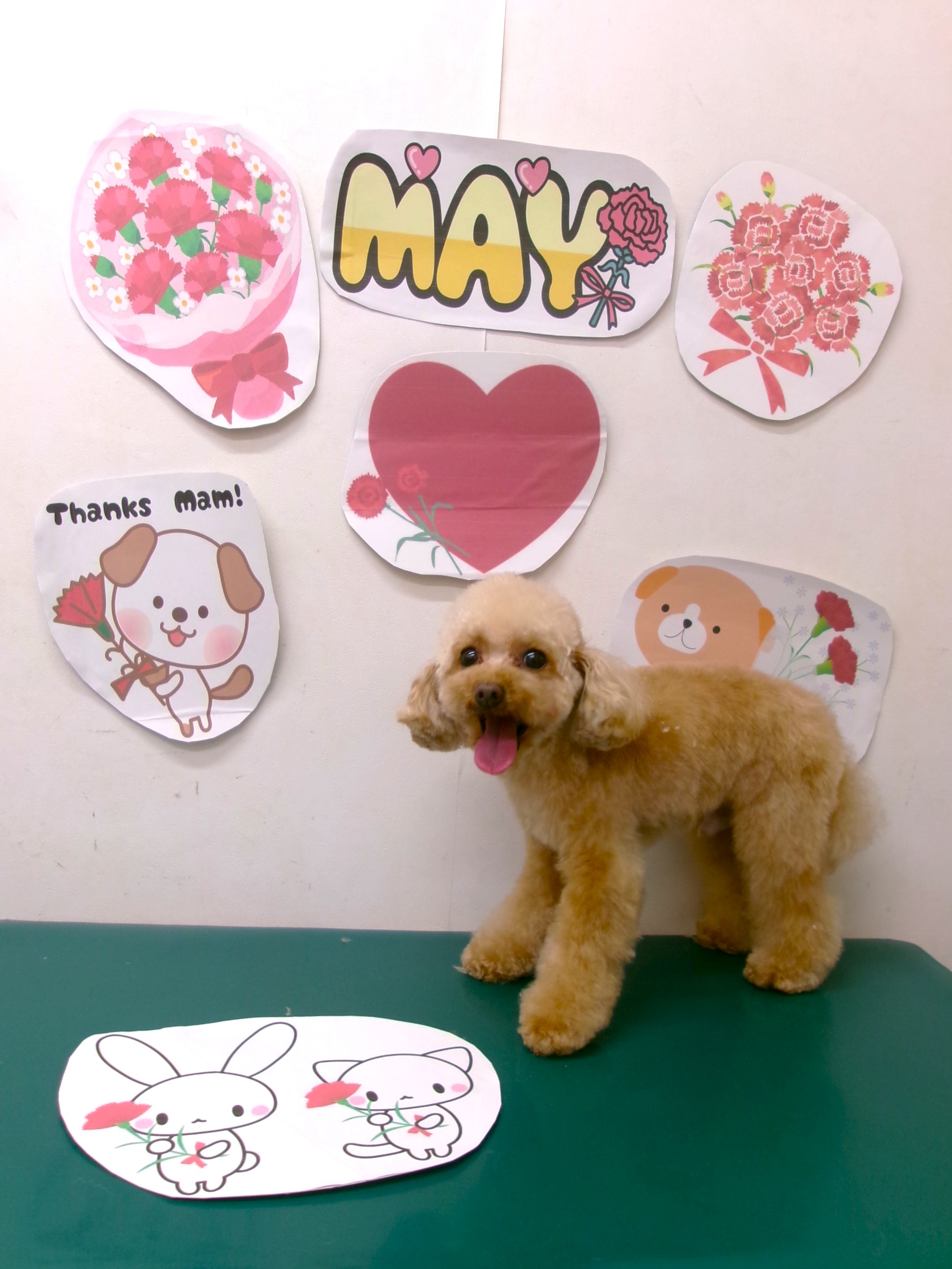 トリミングサロン シュシュどうぶつ病院のトリミングカット-10003の1枚目