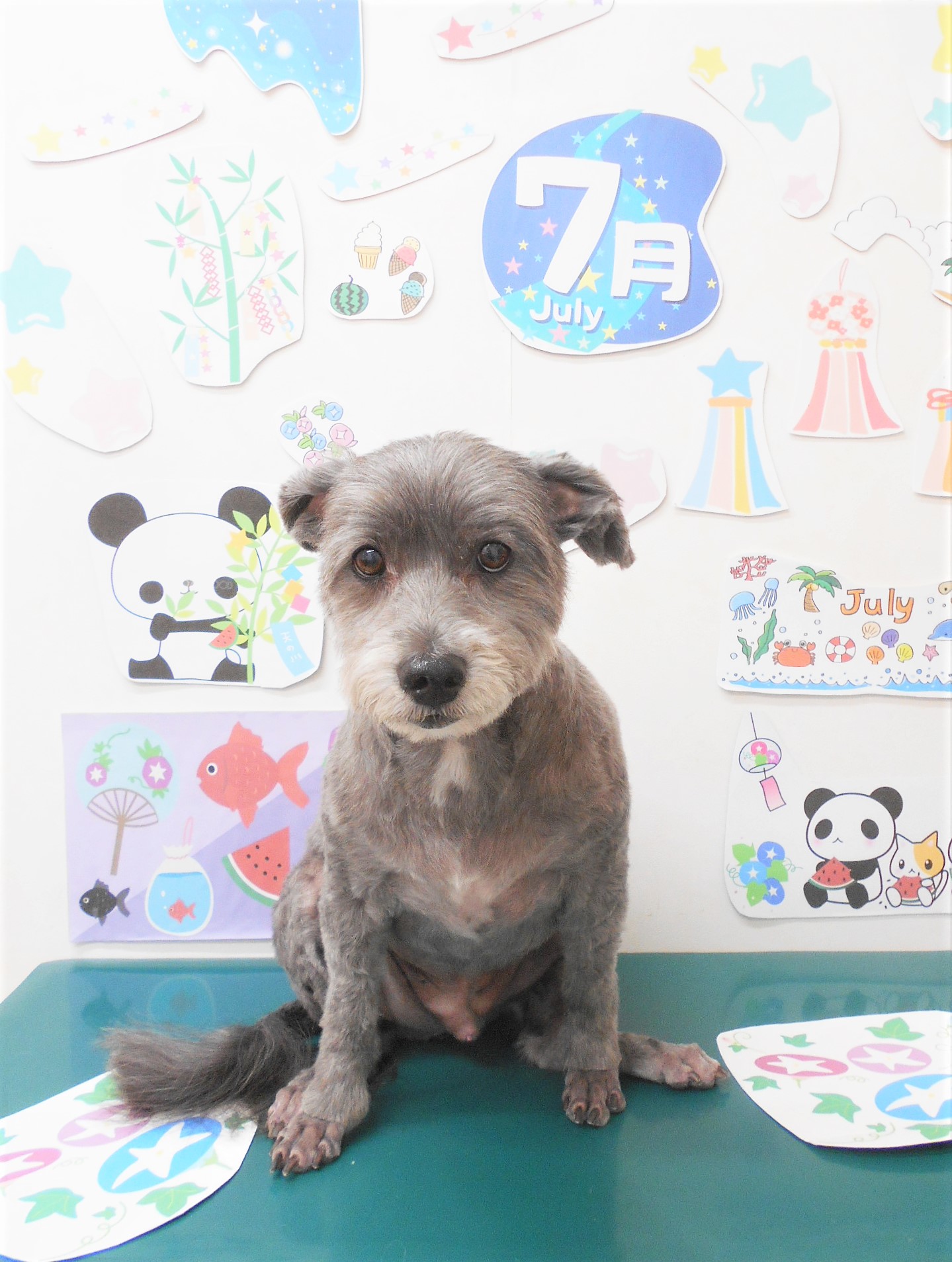 ミックス犬(その他)のトリミングカット シュシュどうぶつ病院の1枚目