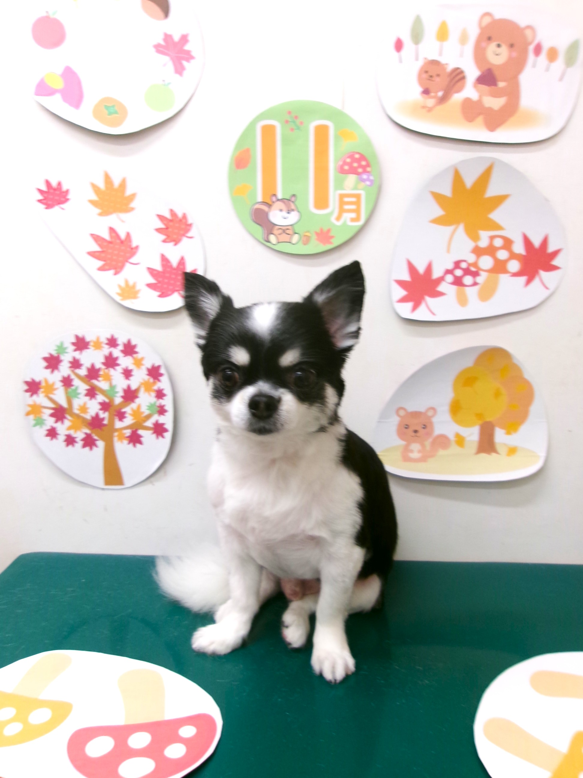 チワワのトリミングカット シュシュどうぶつ病院の1枚目