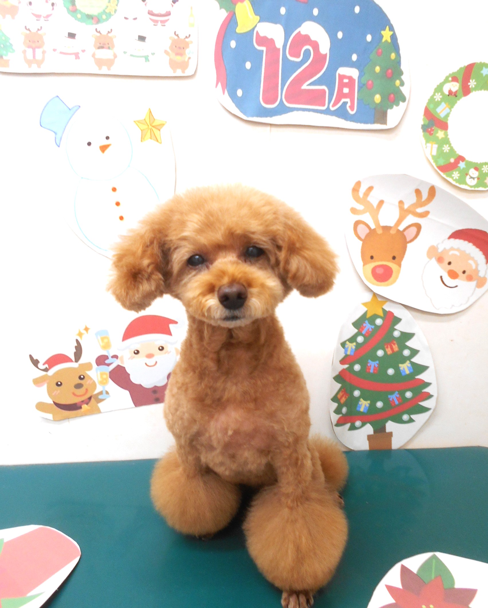 トイプードルのトリミングカット シュシュどうぶつ病院の1枚目