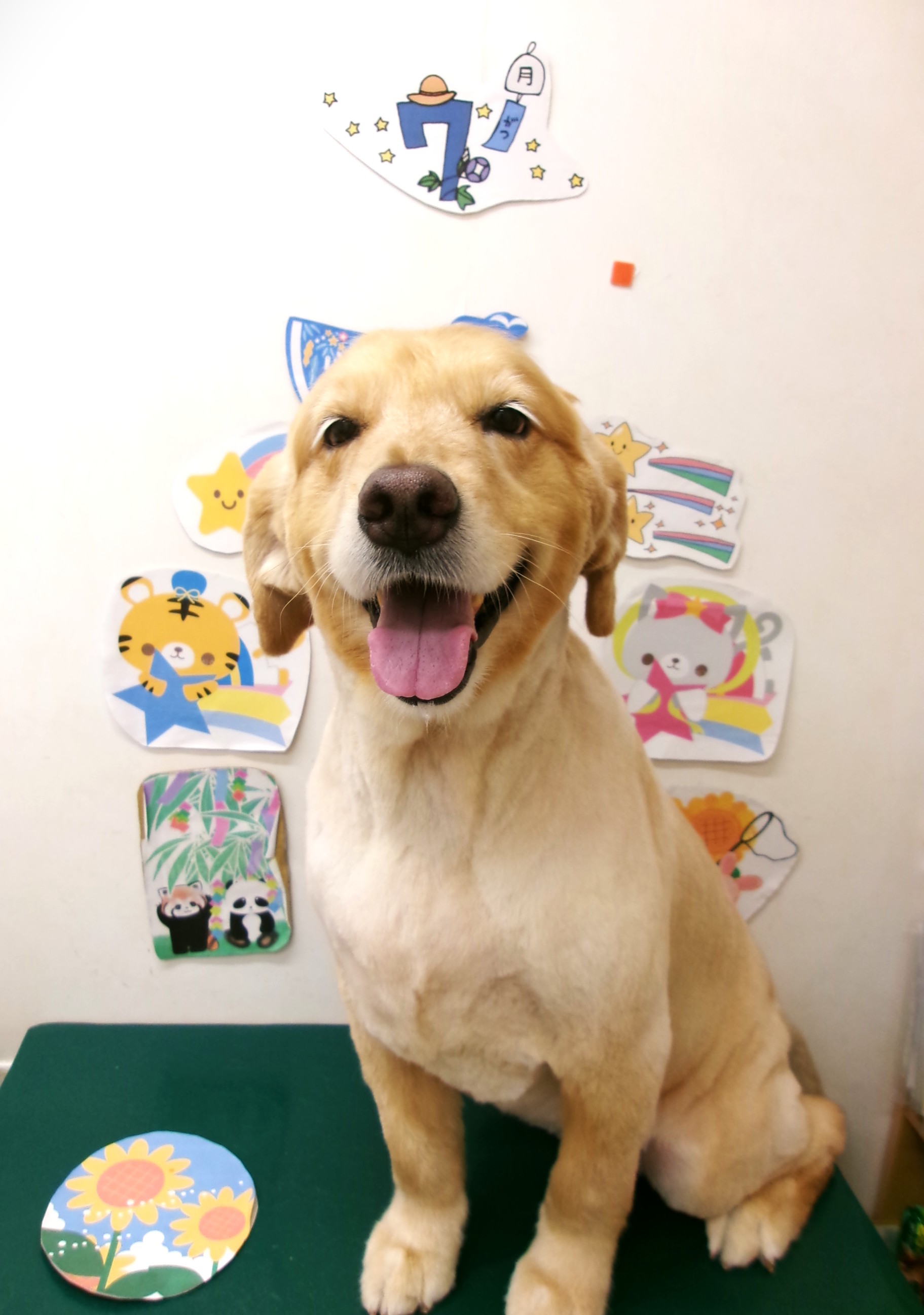 トリミングサロン シュシュどうぶつ病院のトリミングカット-10208の1枚目