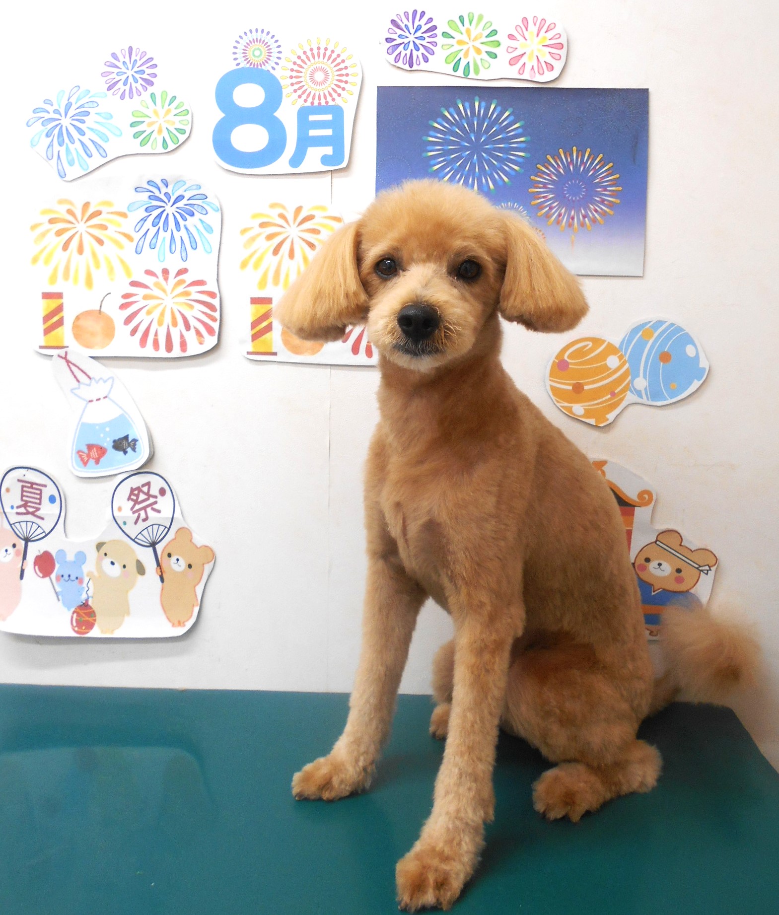 ミックス犬(その他)のトリミングカット シュシュどうぶつ病院の1枚目