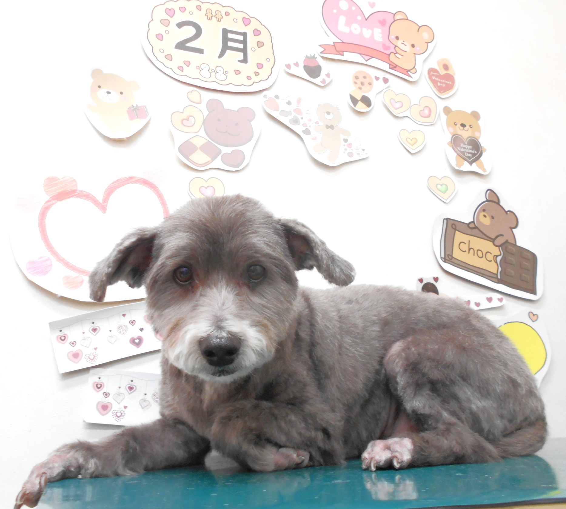 ミックス犬(その他)のトリミングカット シュシュどうぶつ病院の1枚目