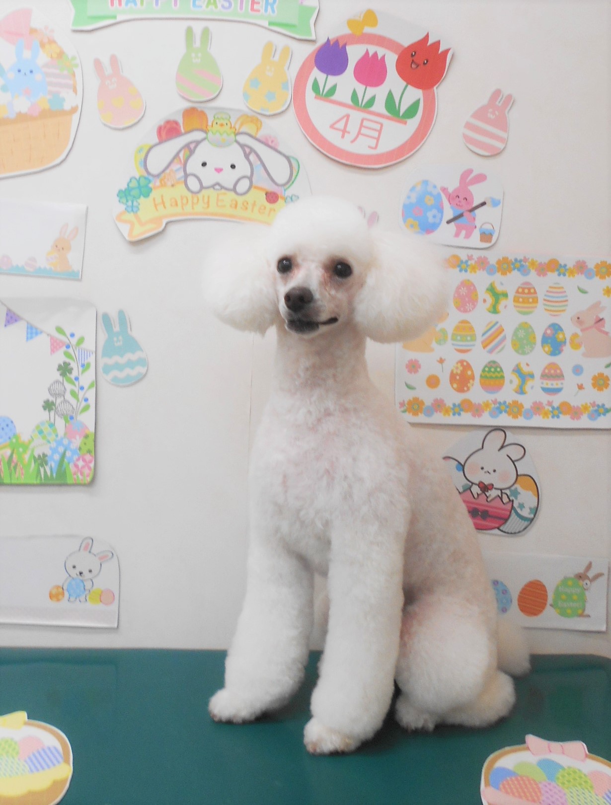 トイプードルのトリミングカット シュシュどうぶつ病院の1枚目