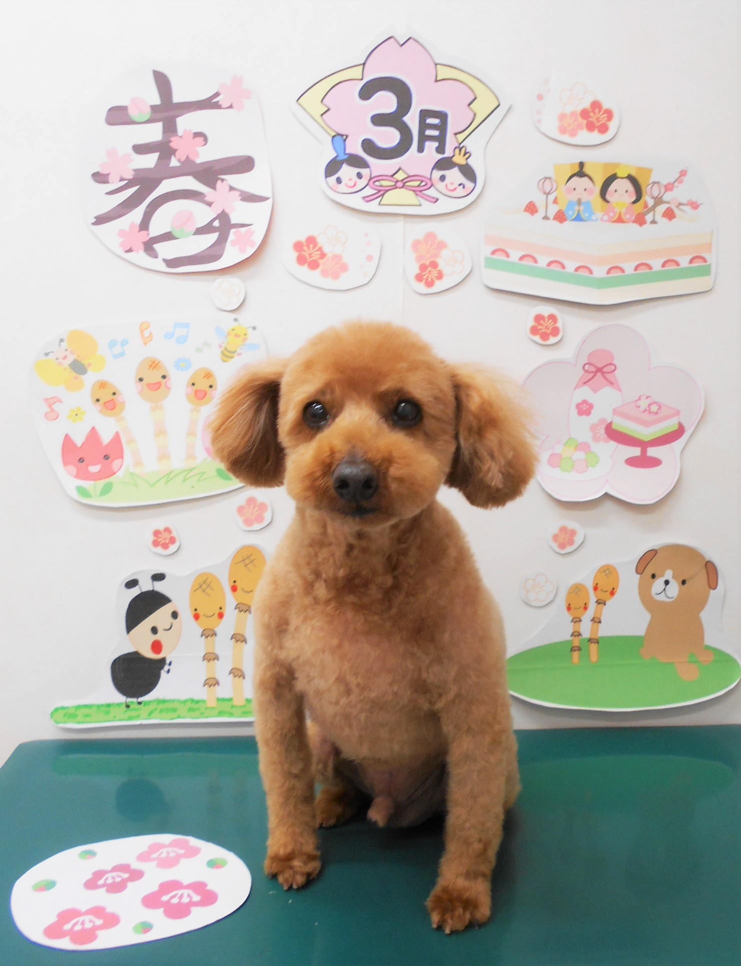 トイプードルのトリミングカット シュシュどうぶつ病院の1枚目