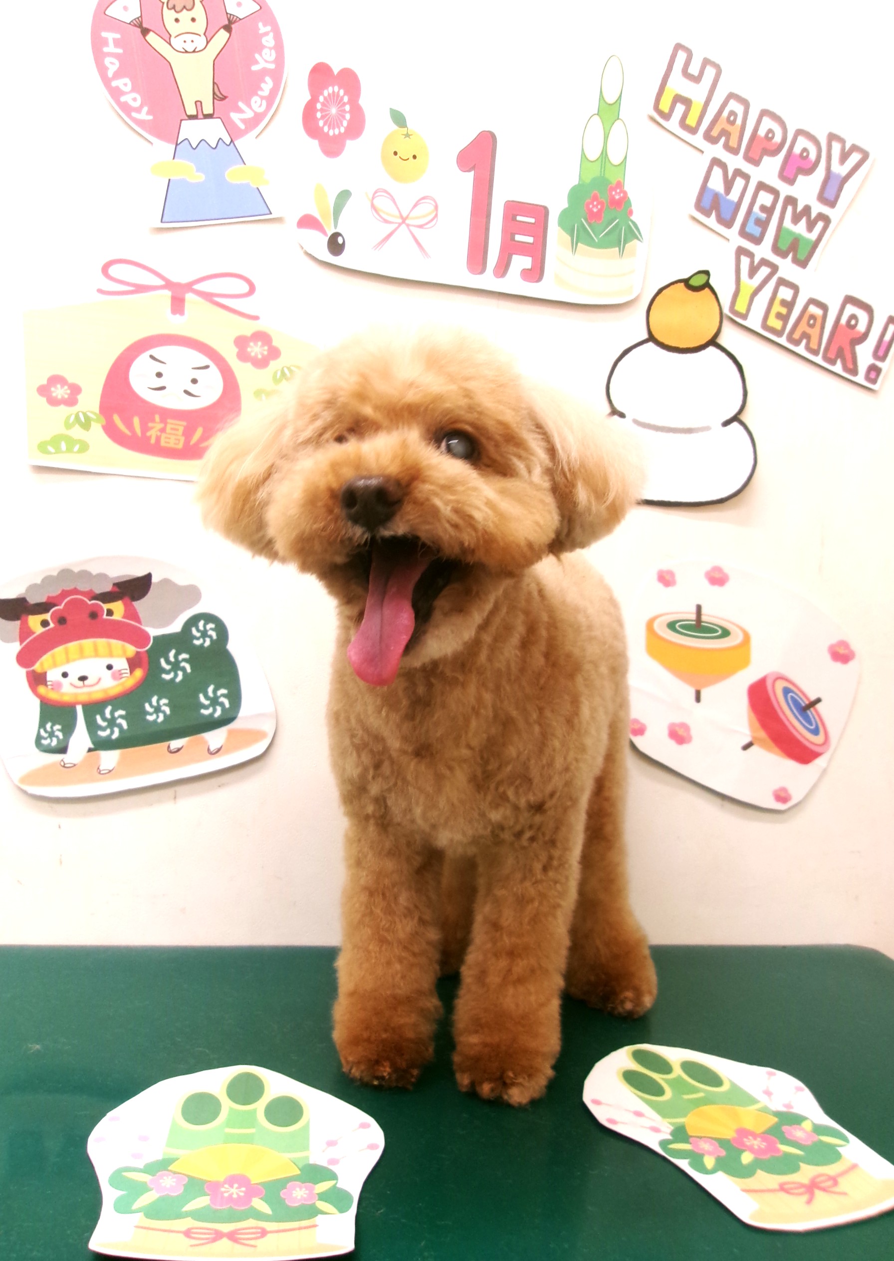 トイプードルのトリミングカット シュシュどうぶつ病院の1枚目