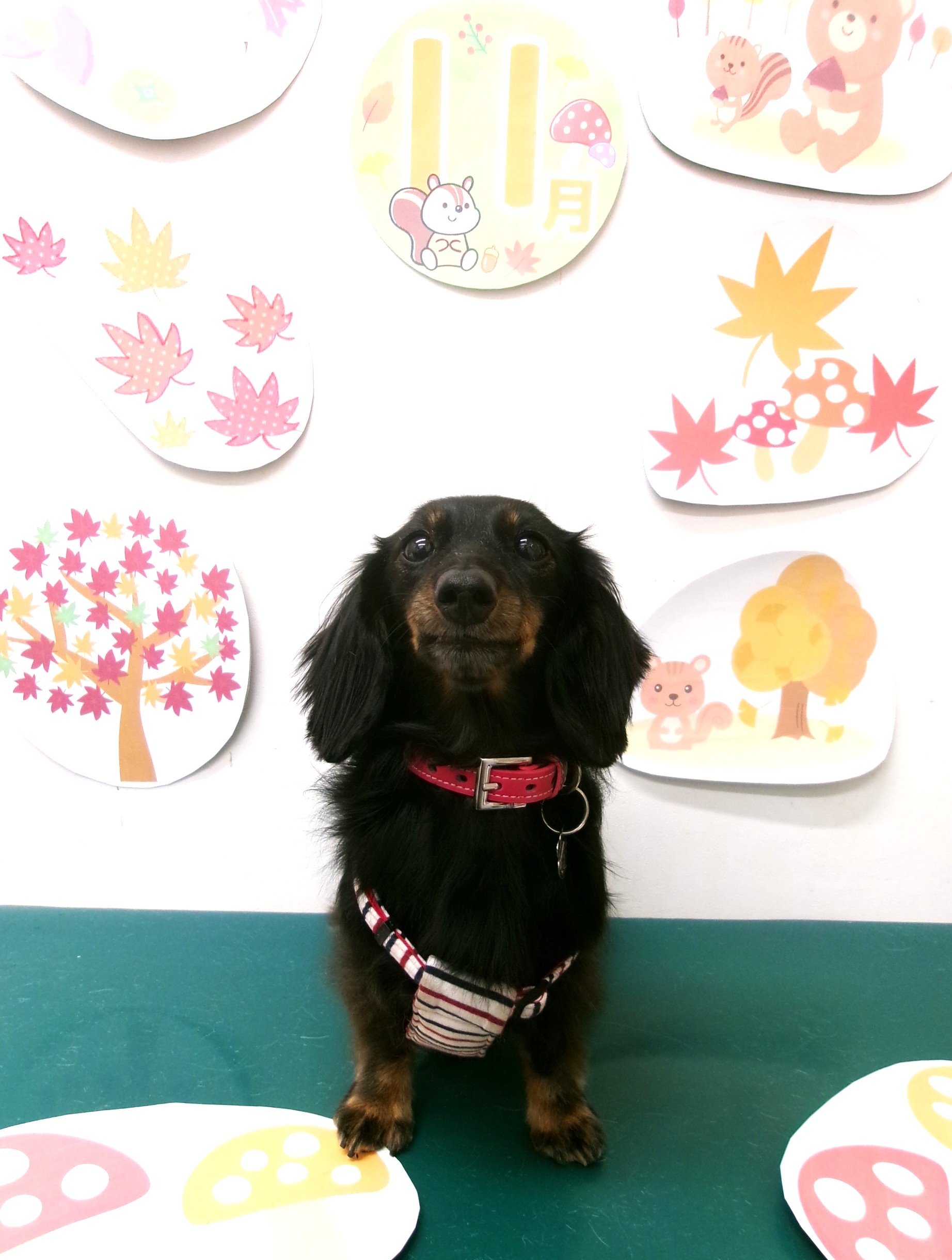 トリミングサロン シュシュどうぶつ病院のトリミングカット-10567の1枚目