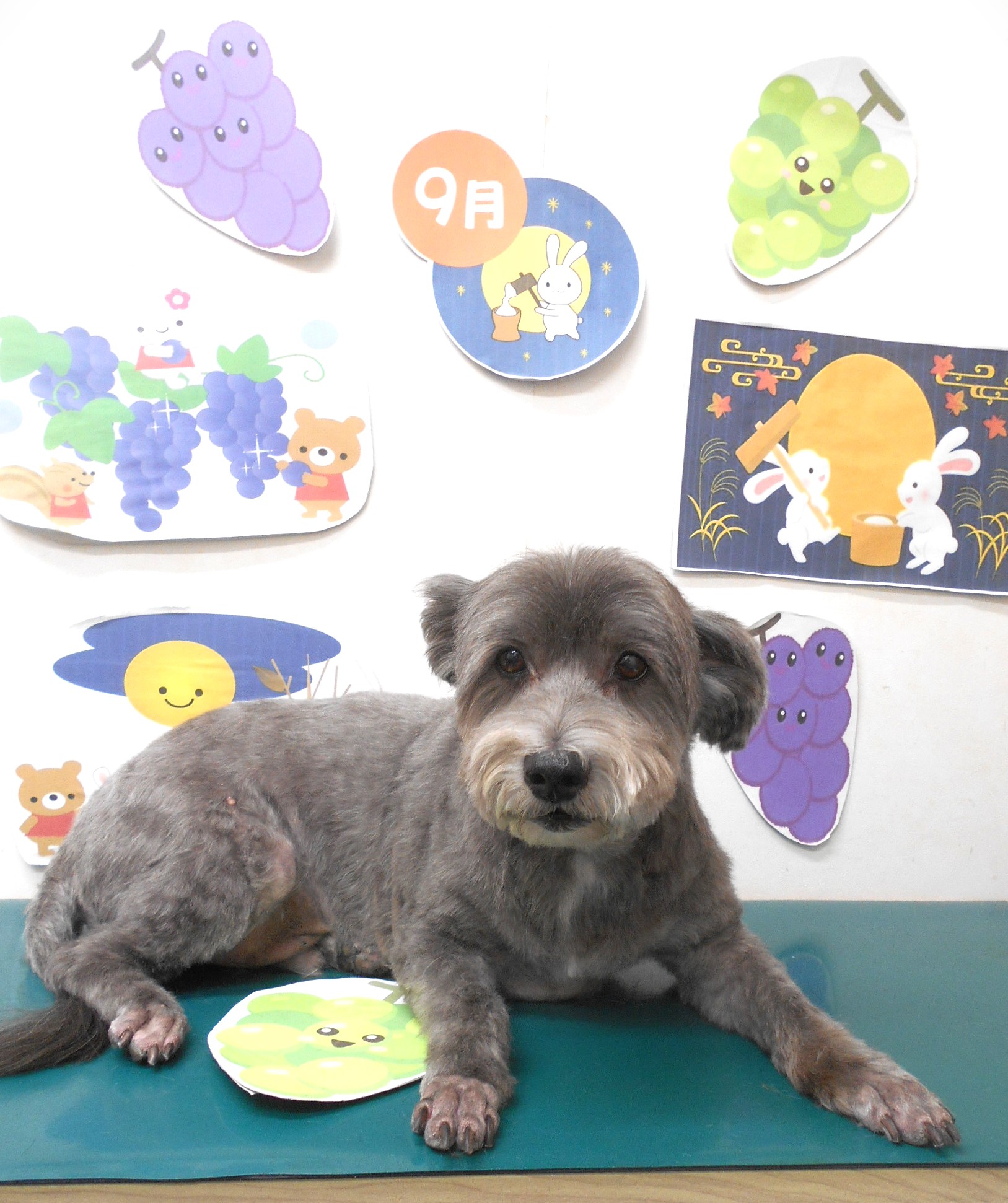 ミックス犬(その他)のトリミングカット シュシュどうぶつ病院の1枚目