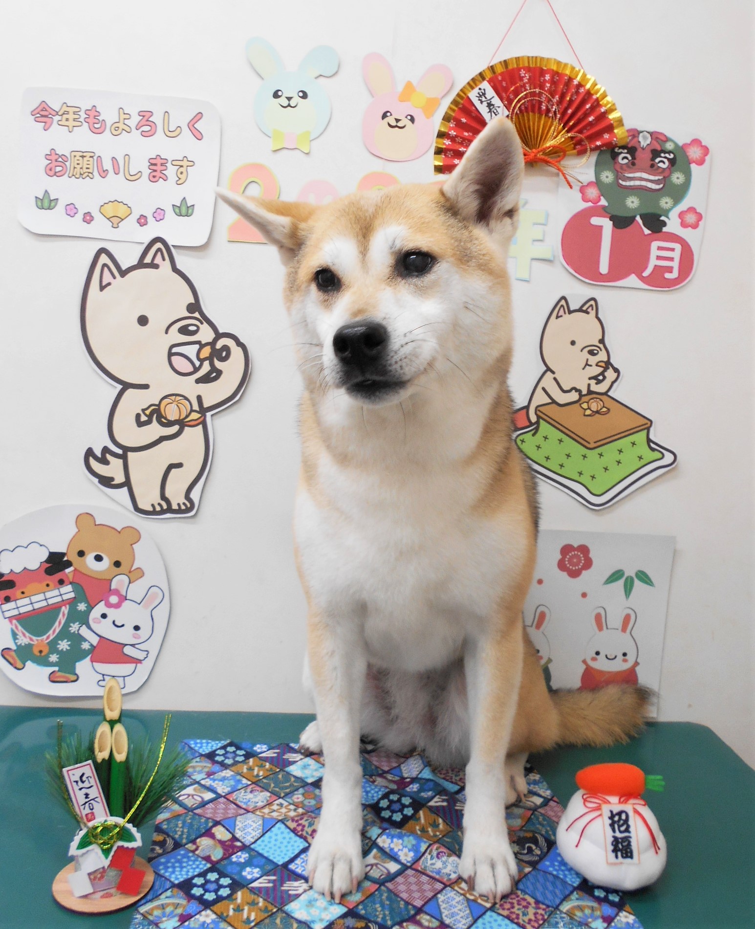 ミックス犬(その他)のトリミングカット シュシュどうぶつ病院の1枚目