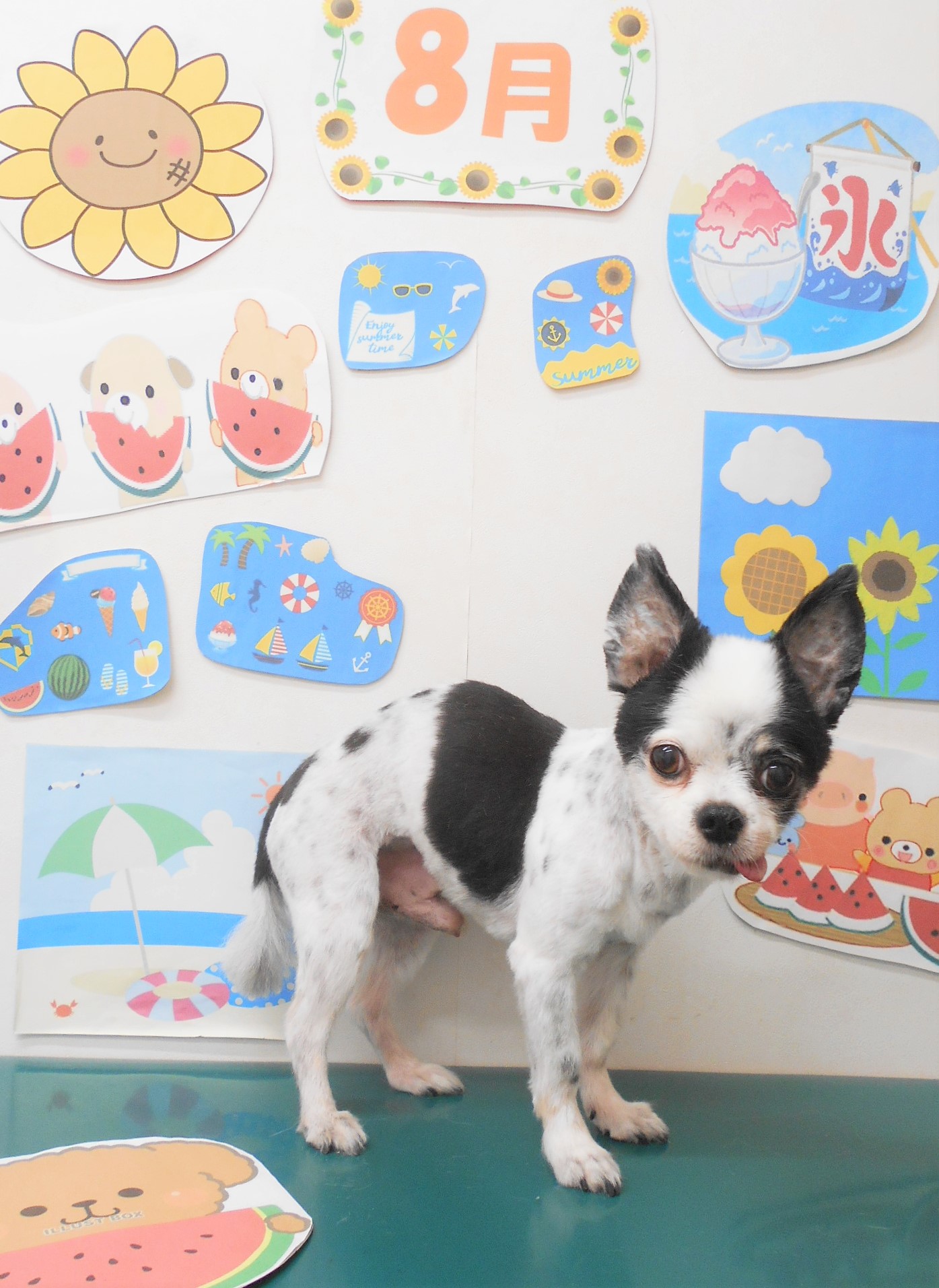 チワワのトリミングカット シュシュどうぶつ病院の1枚目