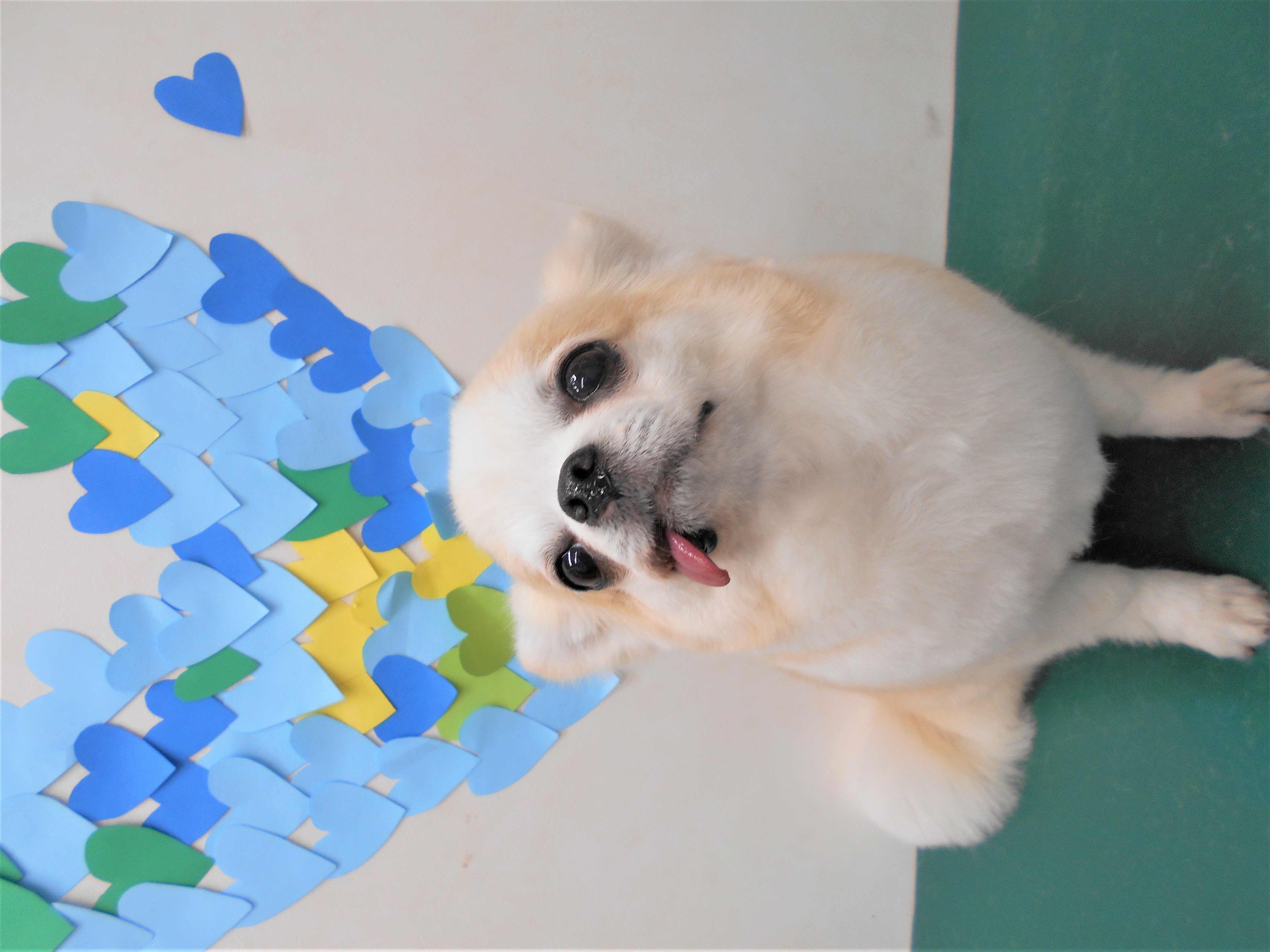 トリミングサロン シュシュどうぶつ病院からのお知らせ 2019-03-26