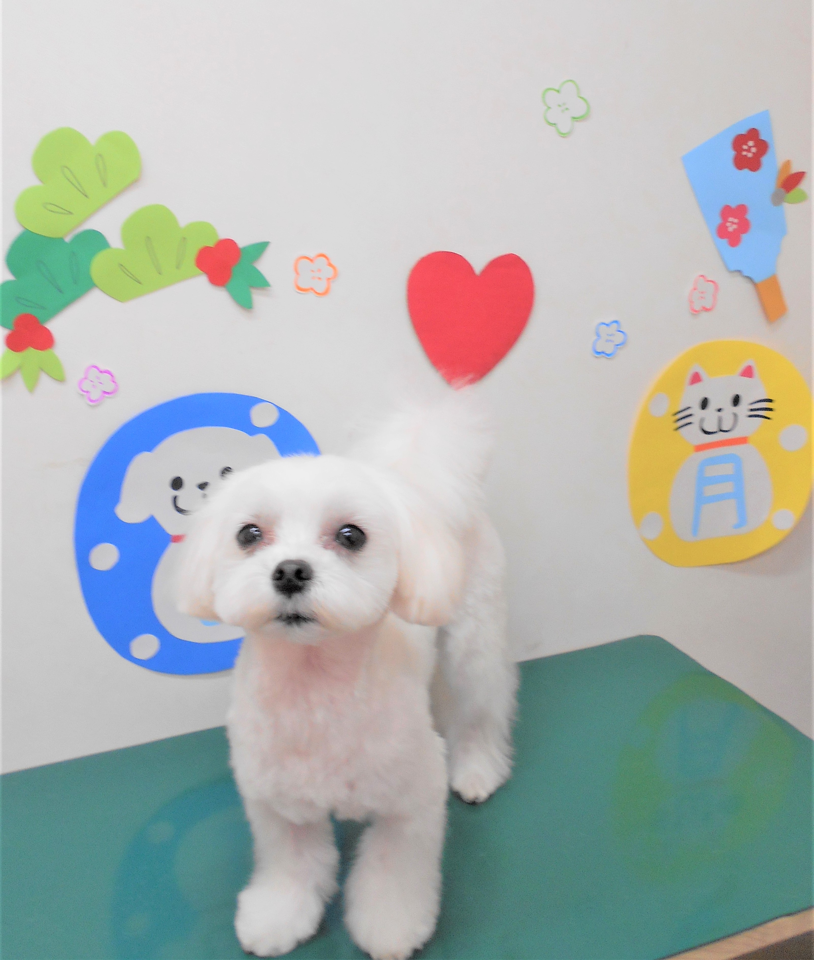 トリミングサロン シュシュどうぶつ病院からのお知らせ 2019-01-12