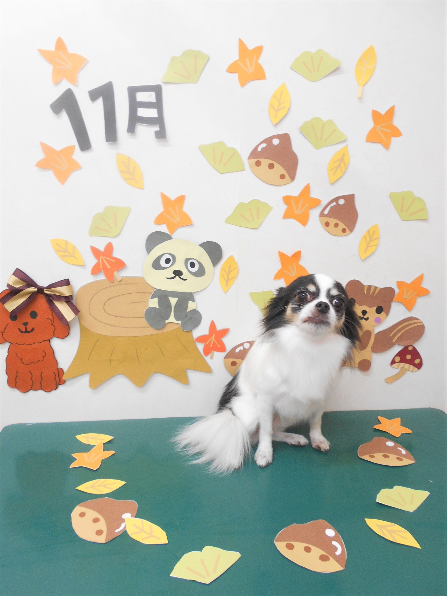 トリミングサロン シュシュどうぶつ病院からのお知らせ 2020-11-06