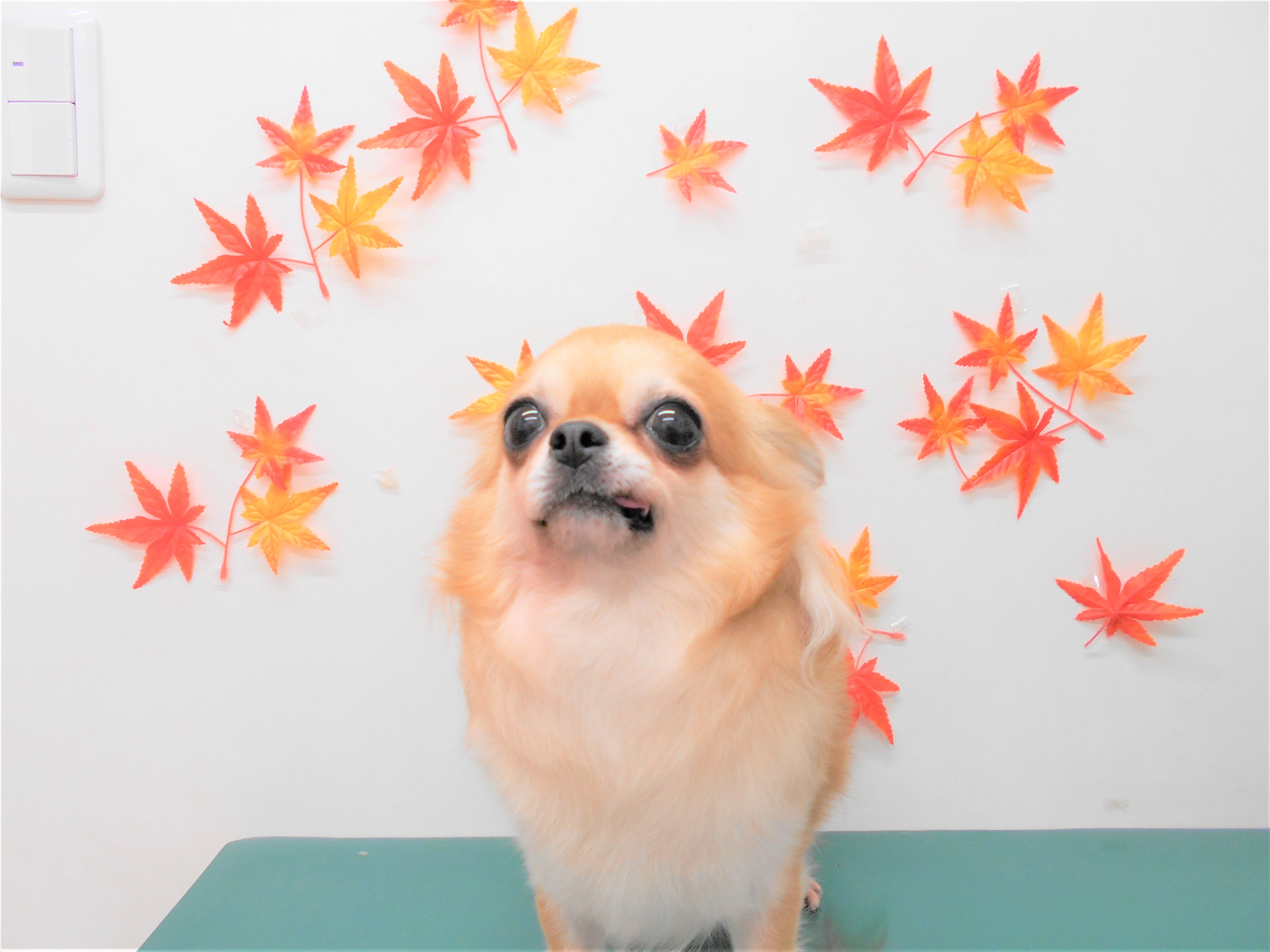 トリミングサロン シュシュどうぶつ病院からのお知らせ 2018-10-28